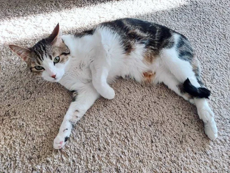 Sweet Charlie! 

#pamperpetconcierge #smallbusiness #catsofinstagram #kittylove #purrpurrpurr #community #petsitter #petlife