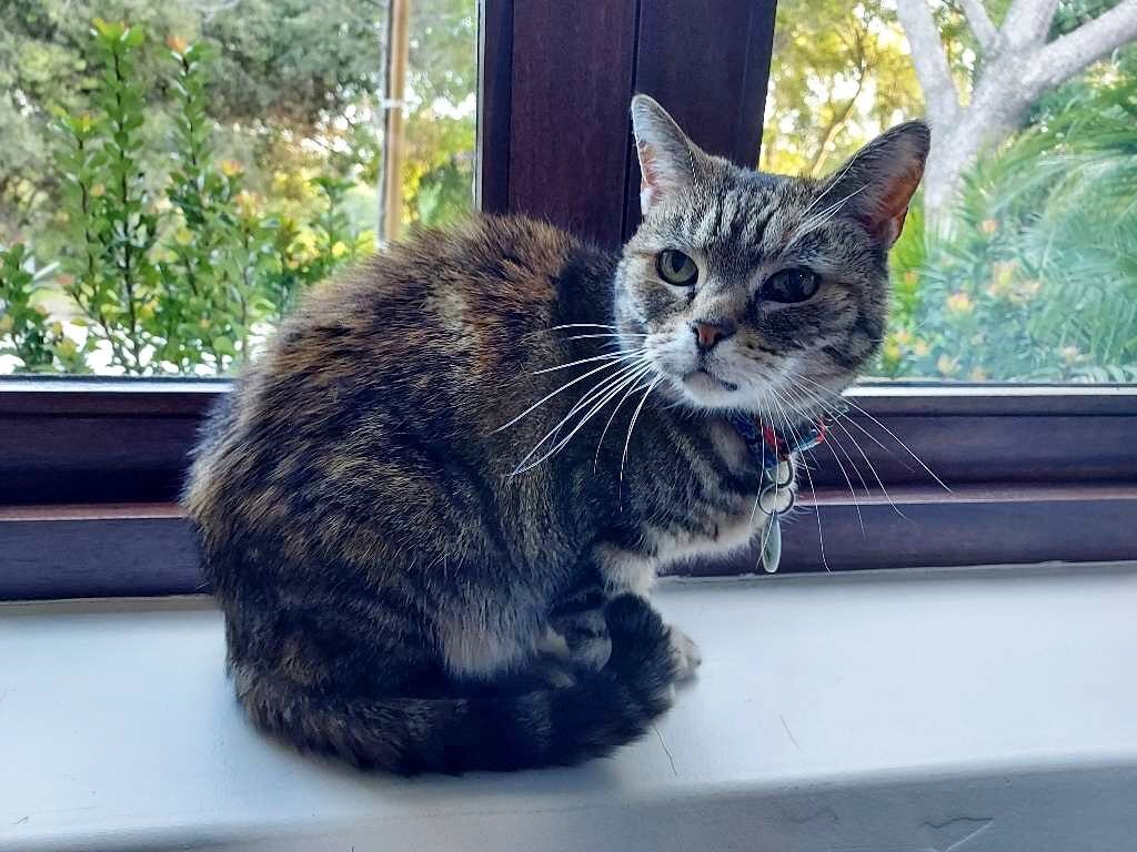 Happy Caturday! 

#pamperpetconcierge #smallbusiness #catsofinstagram #kittylove #meow #community #petsitter #petlife #ripple #barncat #housecat 🐱