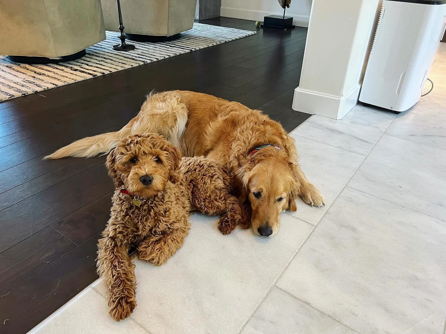 PamperPet CEO Mary caring for Max and Peanut in beautiful Montecito 

#pamperpetconcierge #smallbiz #petlife #petsitterlife #dogsofinstagram #doglife #gooddogs #dogwalker #dogsofmontecito #community 🐾