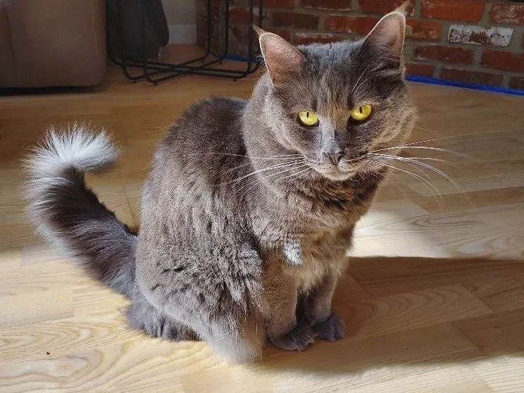 Hope everyone gets a chance to soak in the sun this weekend! 

#pamperpetconcierge #petsitter #smallbusiness #catsofinstagram #kittylove #purrpurrpurr #community #petsitter #petlife