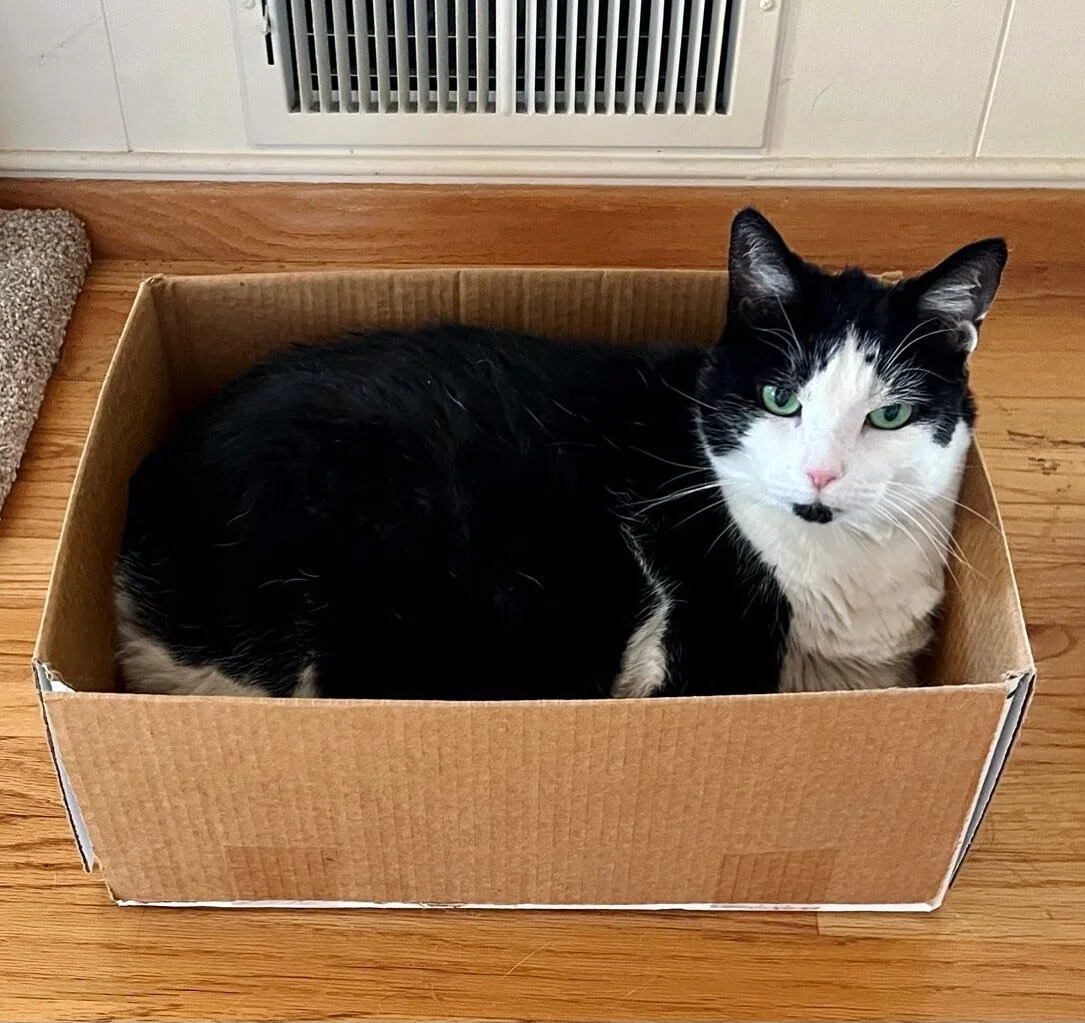 The perfect fit! What&rsquo;s cuter than a cat in box? Absolutely nothing. 

#pamperpetconcierge #smallbusiness #catsofinstagram #kittylove #meow #community #petsitter #petlife 🐈&zwj;⬛