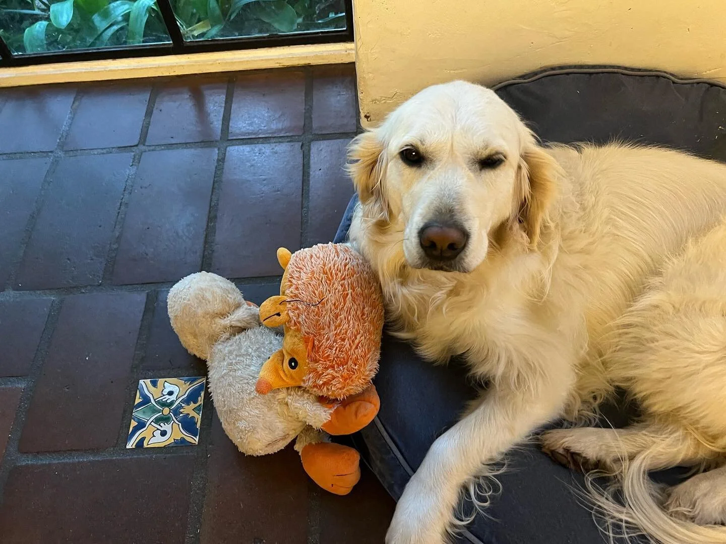 Bella, super cute canine! #petsitterlife #dogsofinstagram #pamperpetconcierge