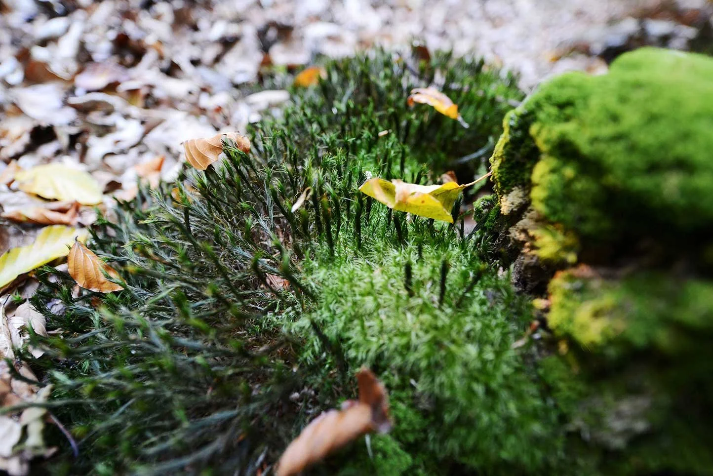 Achtsamkeit in der Natur