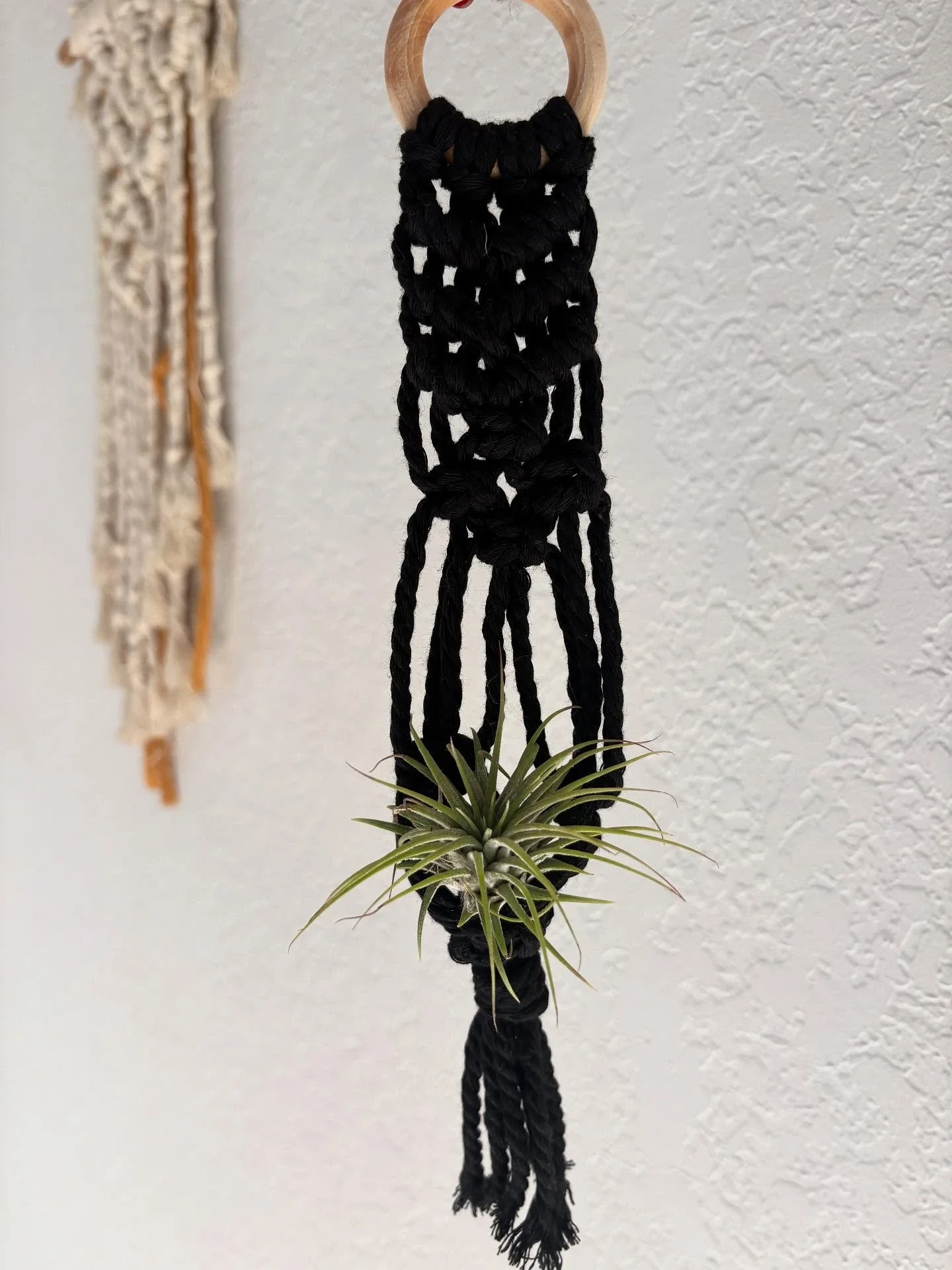 Air plant hangs π€π½ π± 
π±
πΏ
#airplant #macrame #macrameplanthanger #macrameairplanthanger #handmade #lotusmoonmarket #pnw #houseplants #homedecor #womanowned #shopsmall #supportlocal #shoplocal