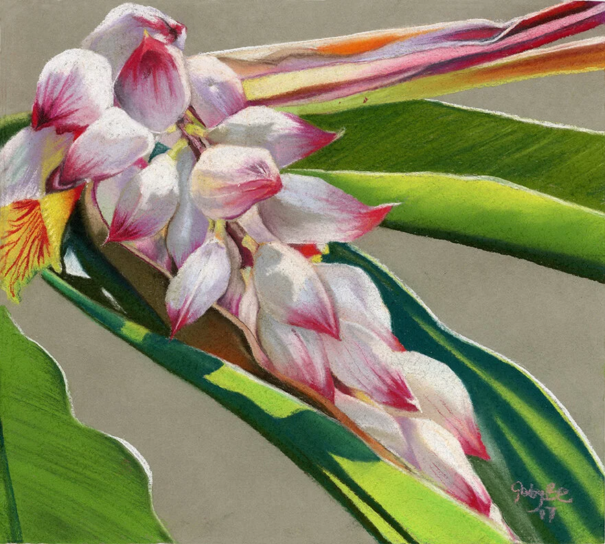 Shell Ginger (Gaby Beston Edwards)