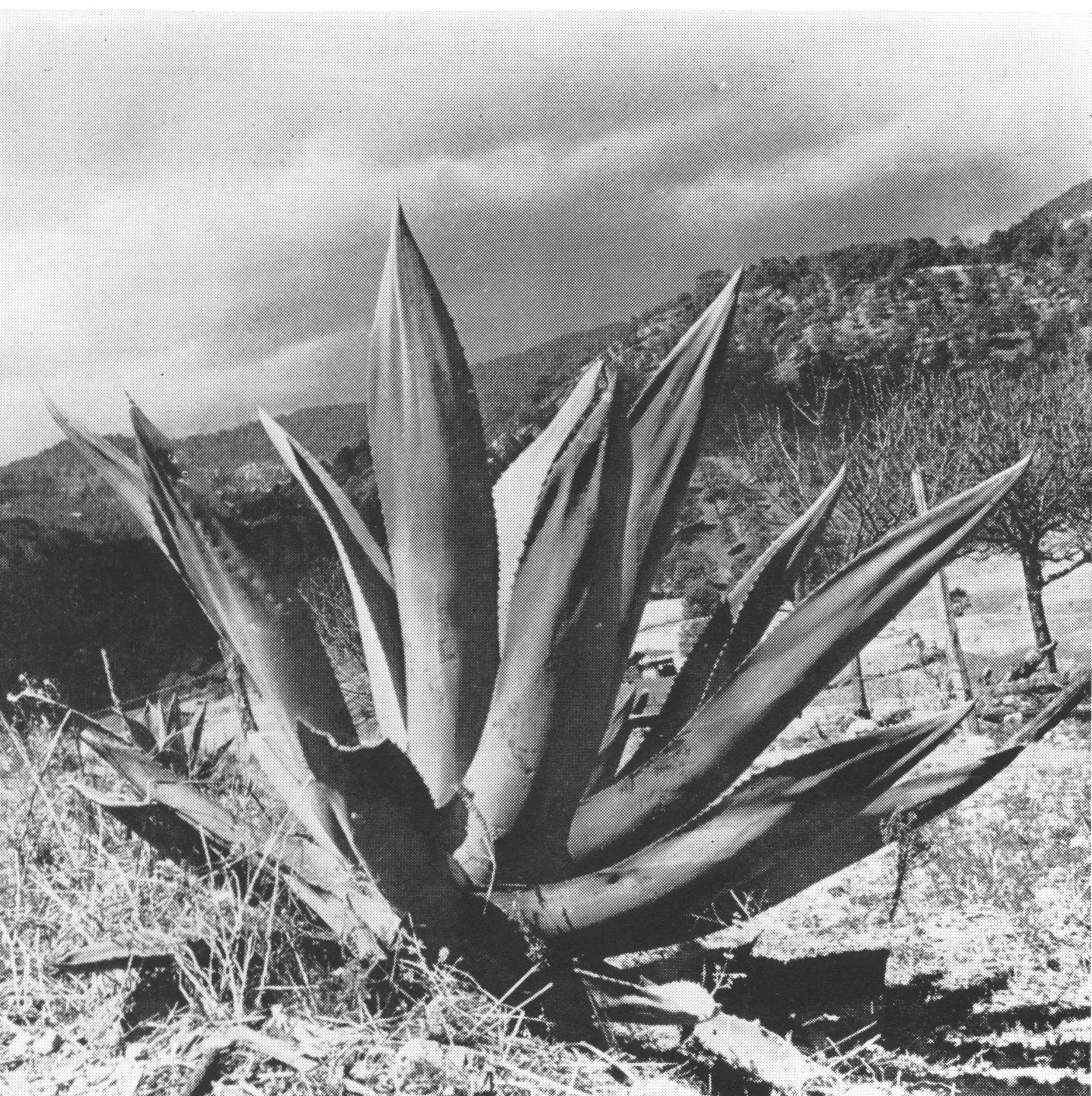 Ethnobotany | Etno-botánica