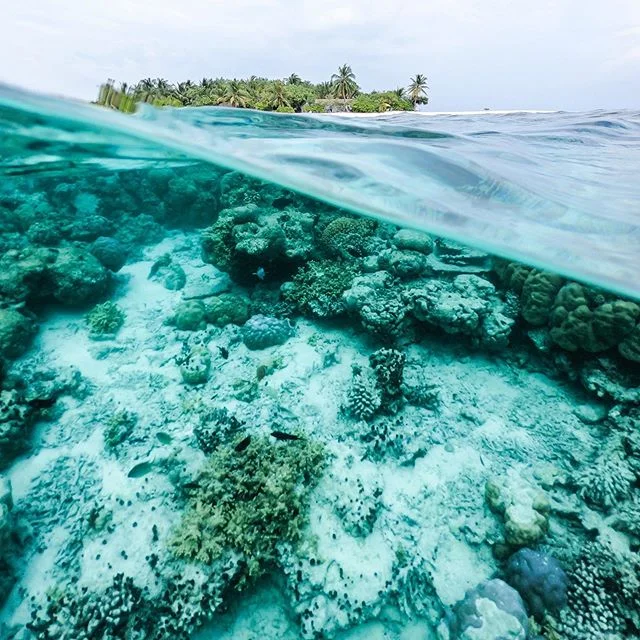 Bentley has approved, ready-to-go reef safe formulas in skin and lip that keep our brands and sea life happy. 😎
&bull;
&bull;
&bull;
&bull;
&bull;
&bull;
#skincare #beauty #organicskincare #skincareroutine #natural #greenbeauty #organic #healthyskin