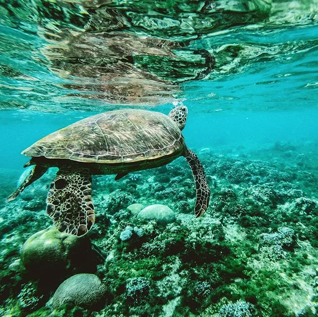 The Reef Safe &ldquo;Movement&rdquo; has led some brands to stay away from the chemical sunscreens Oxybenzone and Octinoxate, as some studies have shown that these SPF ingredients cause defects in developed coral, and also have negative effects on ma