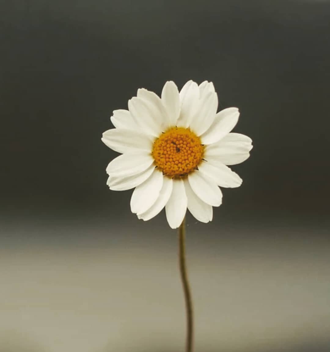 I'm leaving this here for Daisy and for all the survivors of sexual assault who leave this world in search of refuge from their suffering. Sweet girl, I'm so sorry. 🖤✨