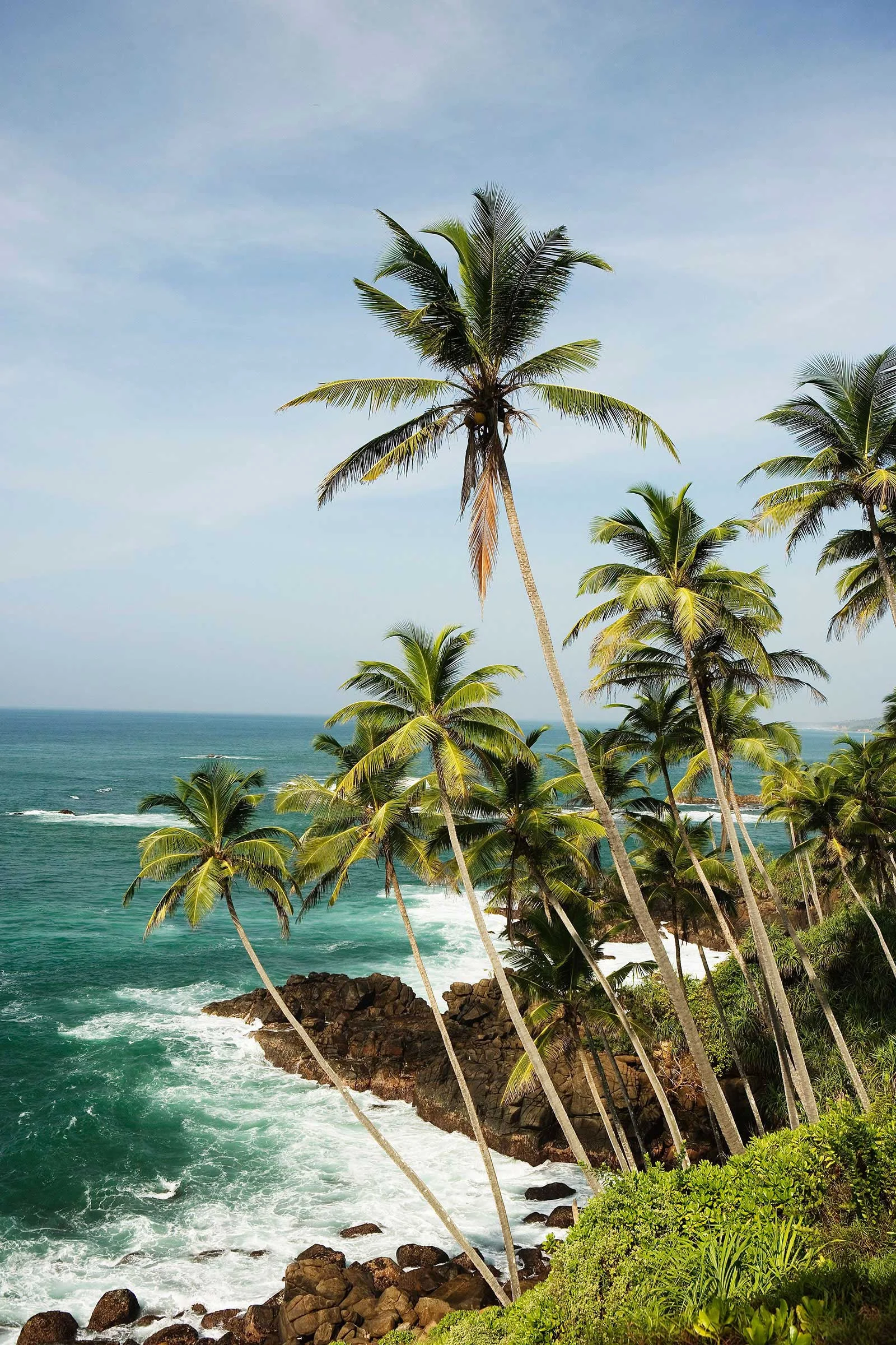 sri-lanka-palms-medium.jpg