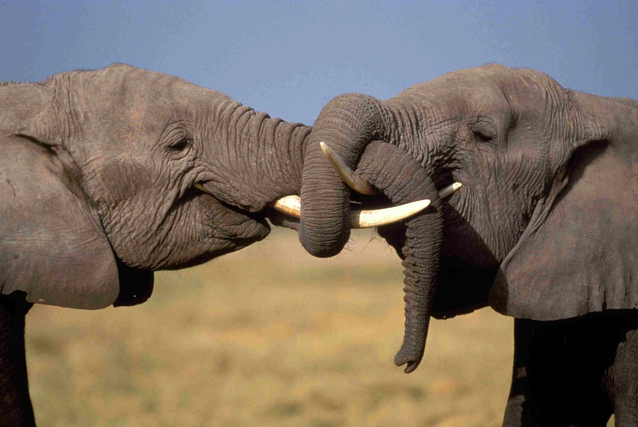 ELEPHANTS.jpg