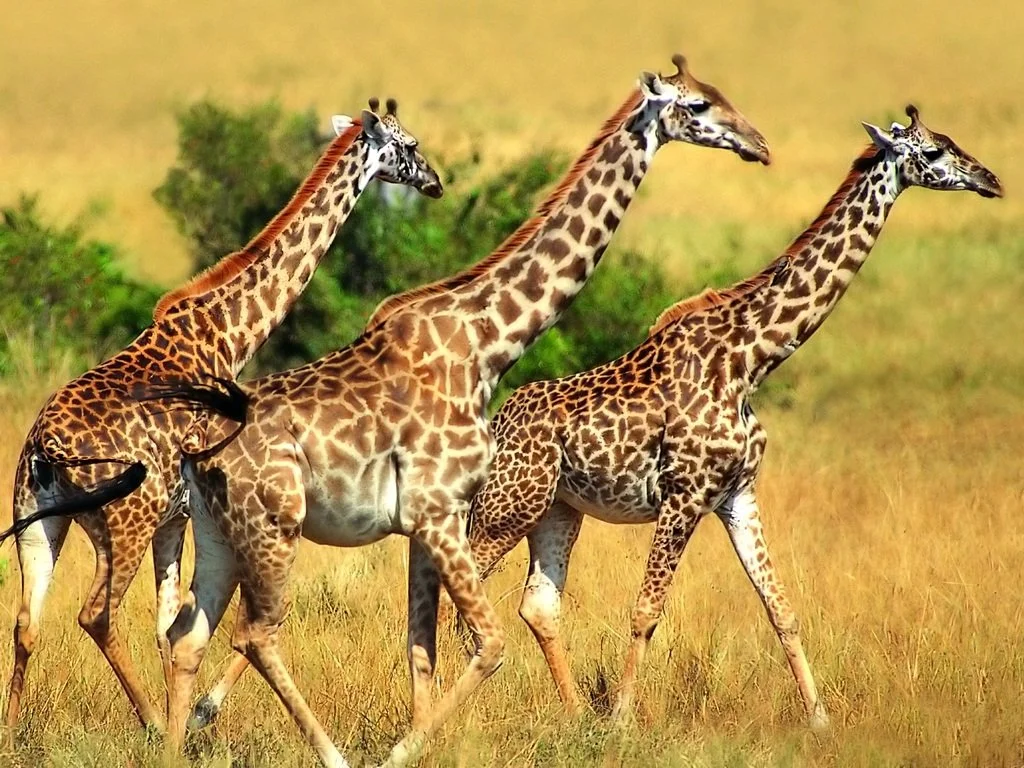 GIRAFFES.jpg