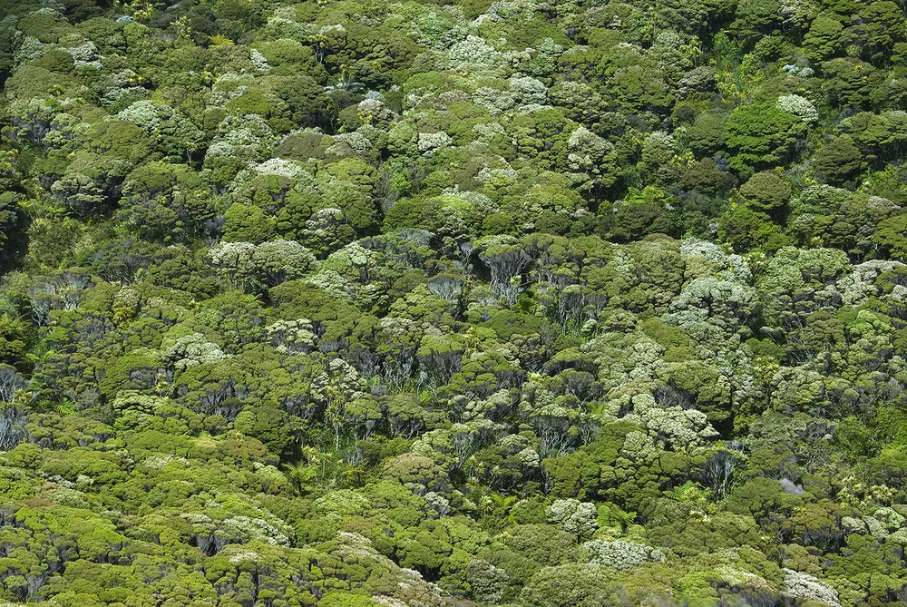 Kauri Ricker Karekare Landcare.org
