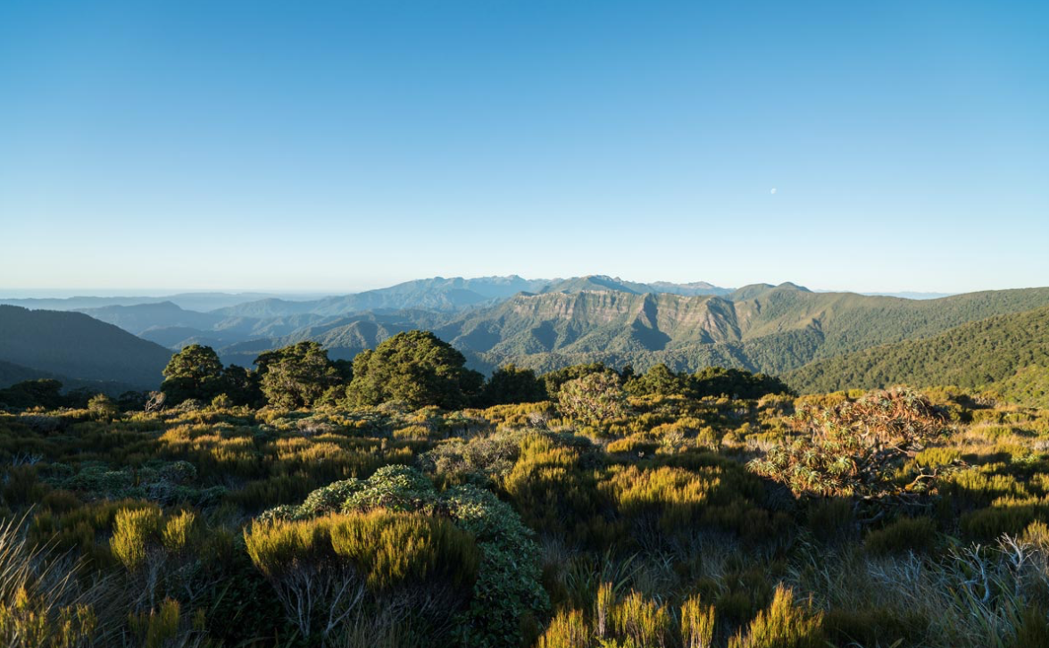 Paparoa Track - New Zealand's new Great Walk set to open!