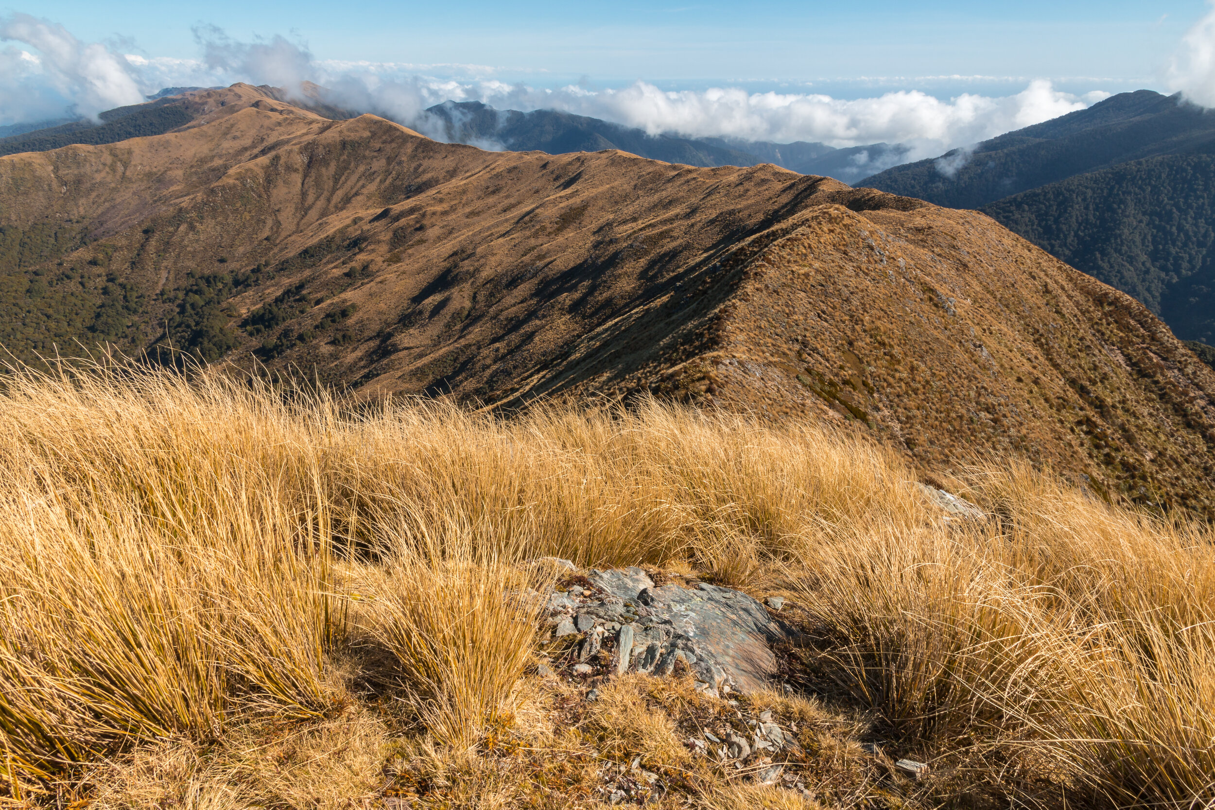 Paparoa Range, Paparoa Track.jpg