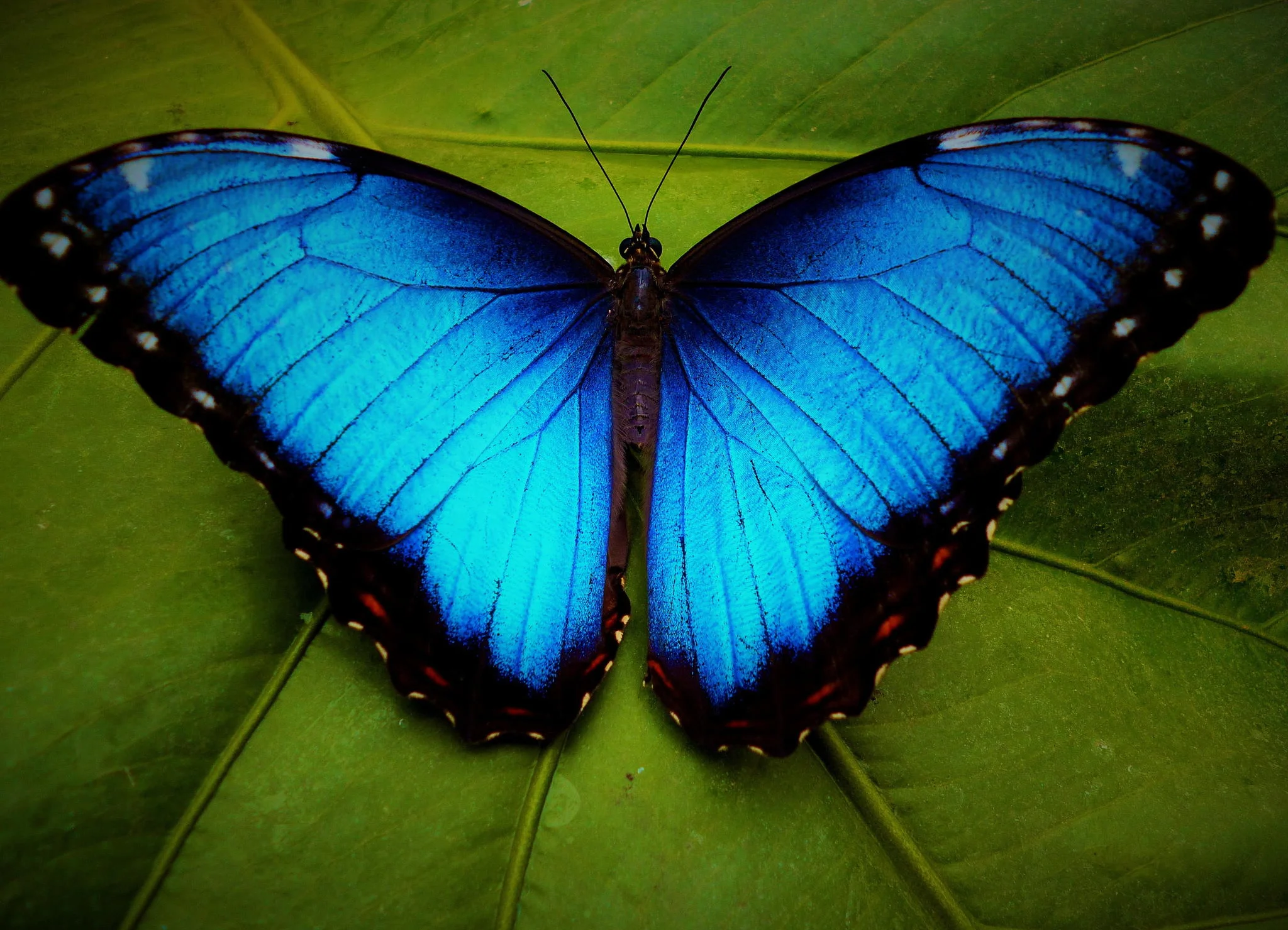 blue-morpho-butterfly.jpg