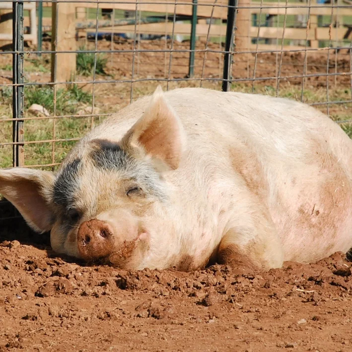 Om Steg & Bras og min mission