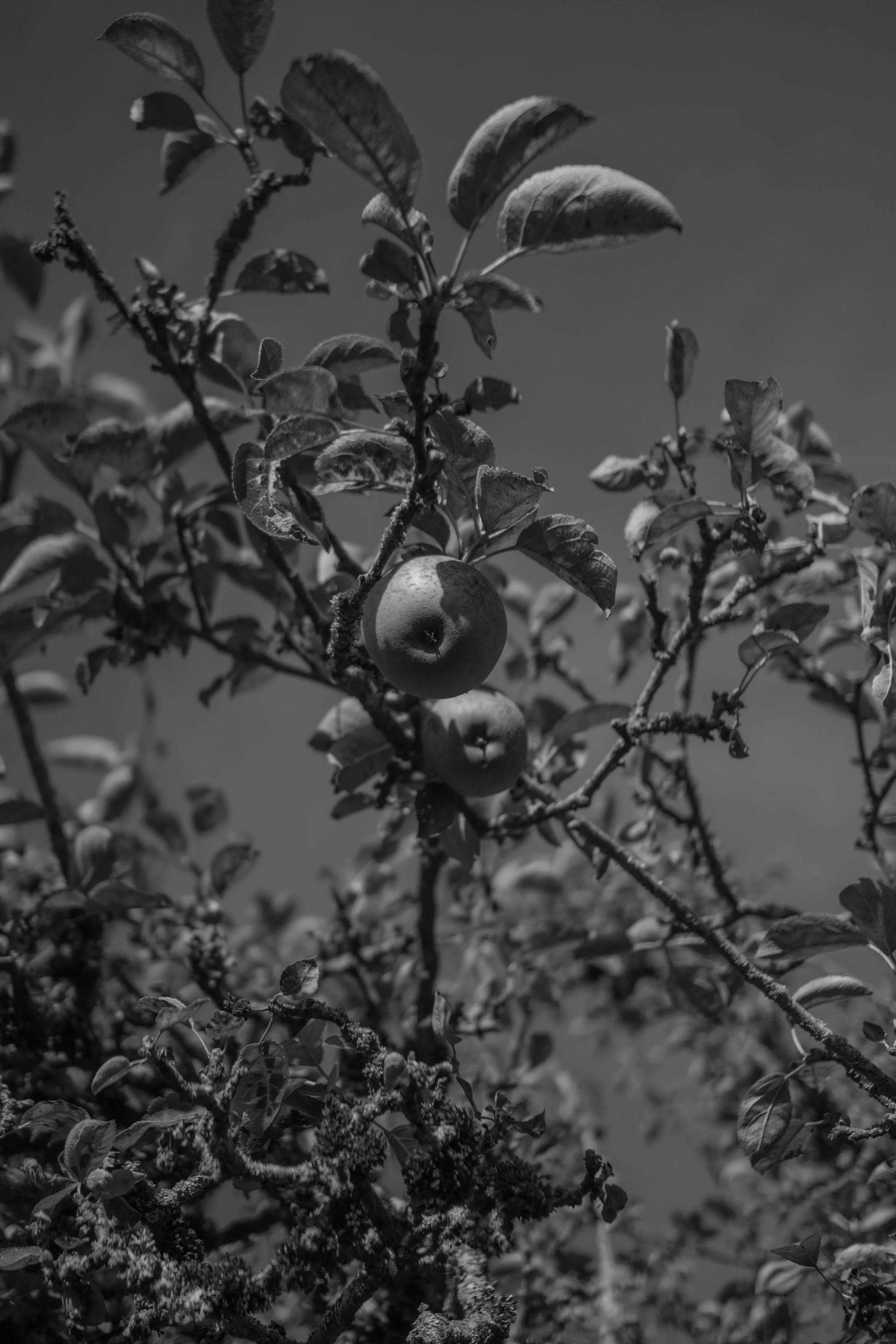 DSC09228-3.jpg