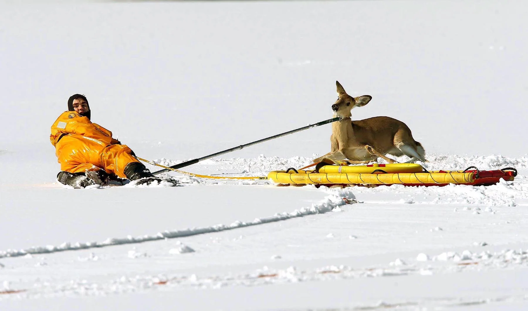 031917Deerrescue_1115.jpg