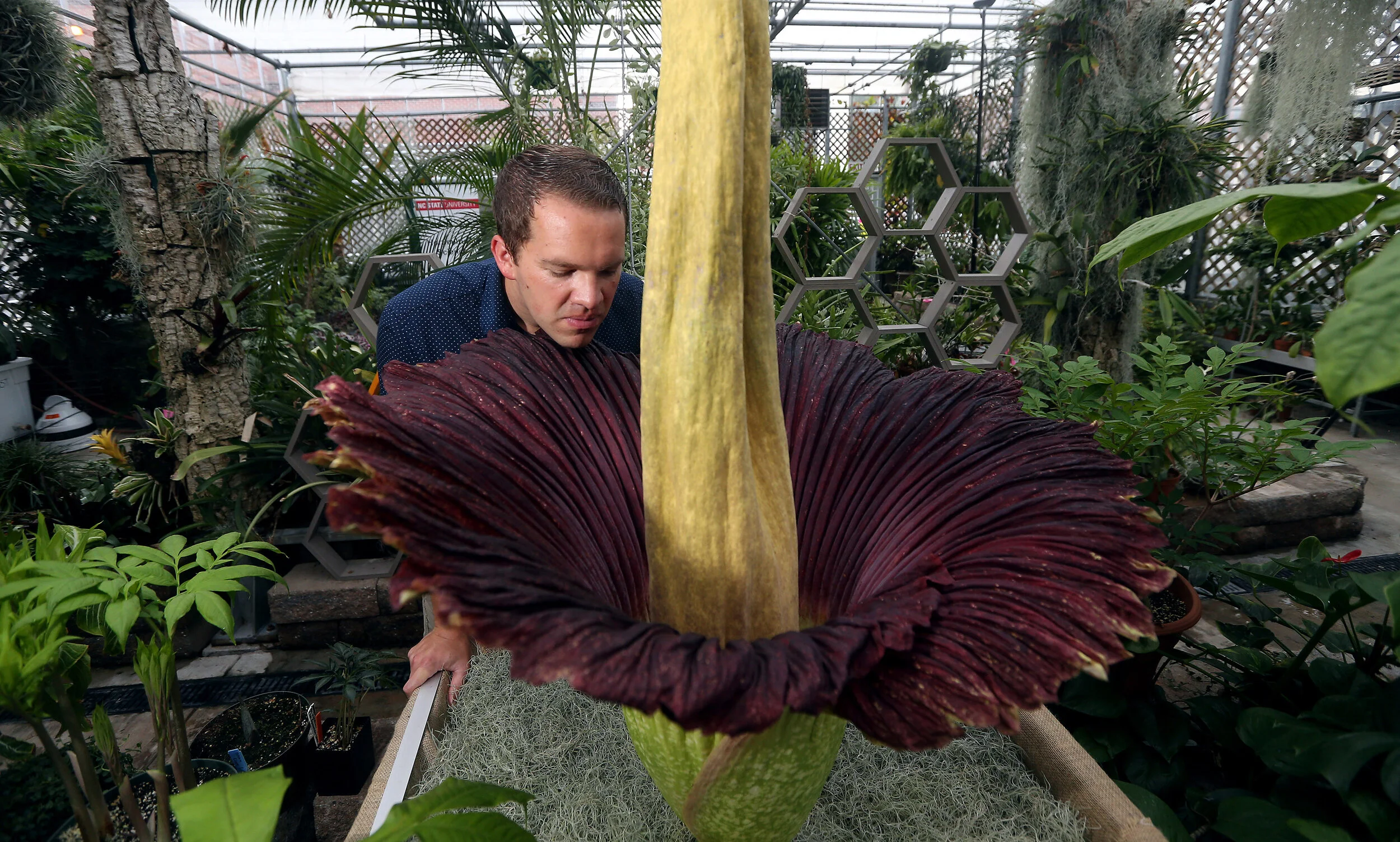 Dr. BRANDON HUBER takes a sniff of his corpse flower, one of the biggest, stinkiest flowers in the plant kingdom that has just bloomed in 2021 at North Carolina State University