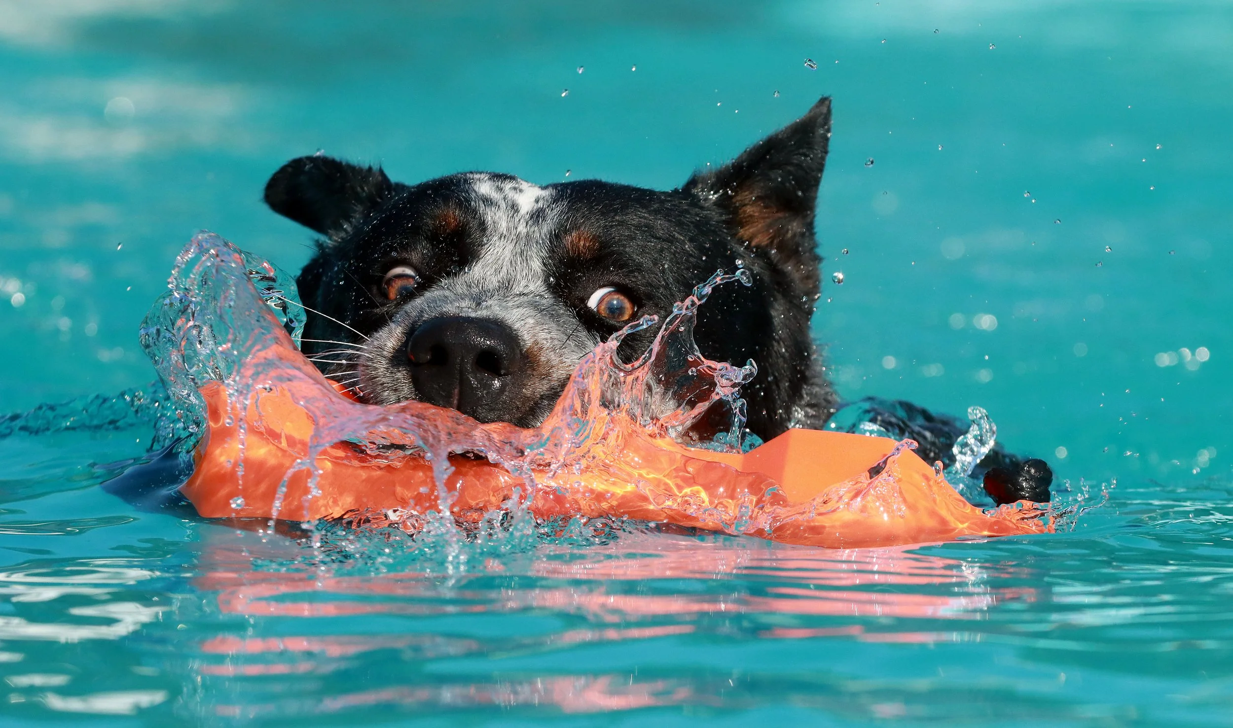 050623Dockdogs_0261A.jpg
