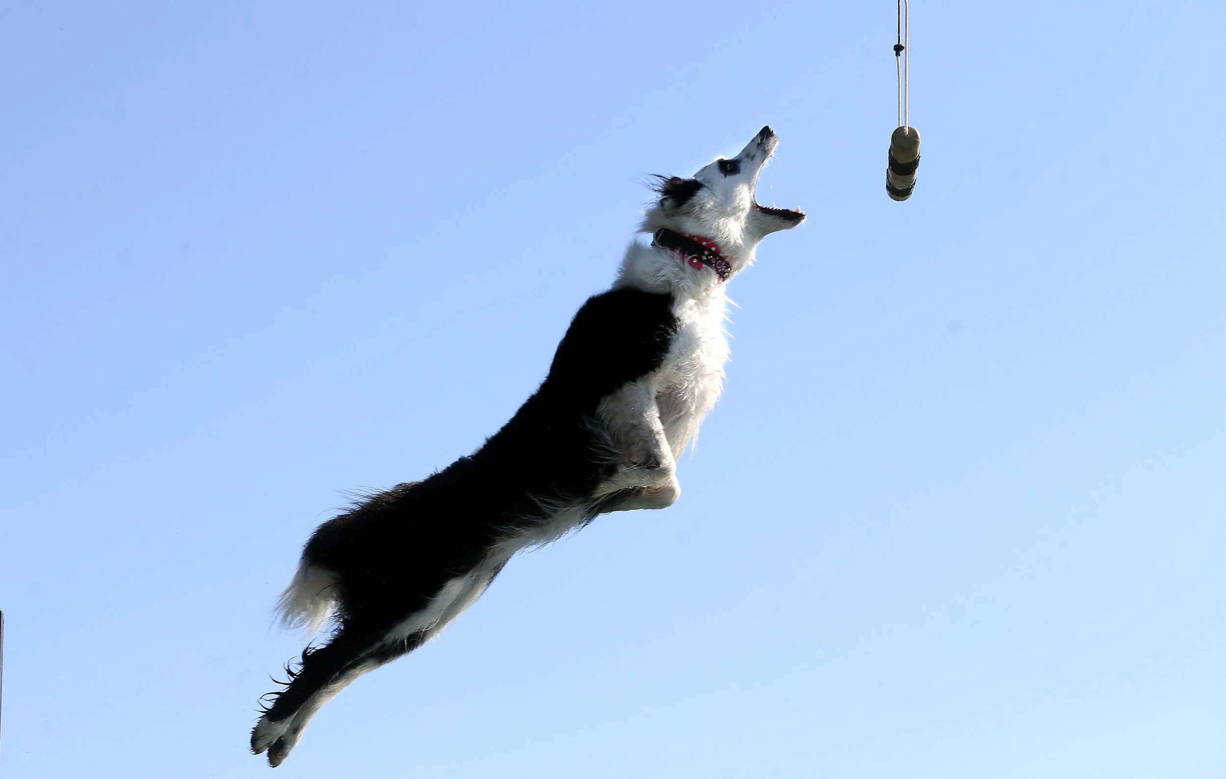050623Dockdogs_0896.jpg