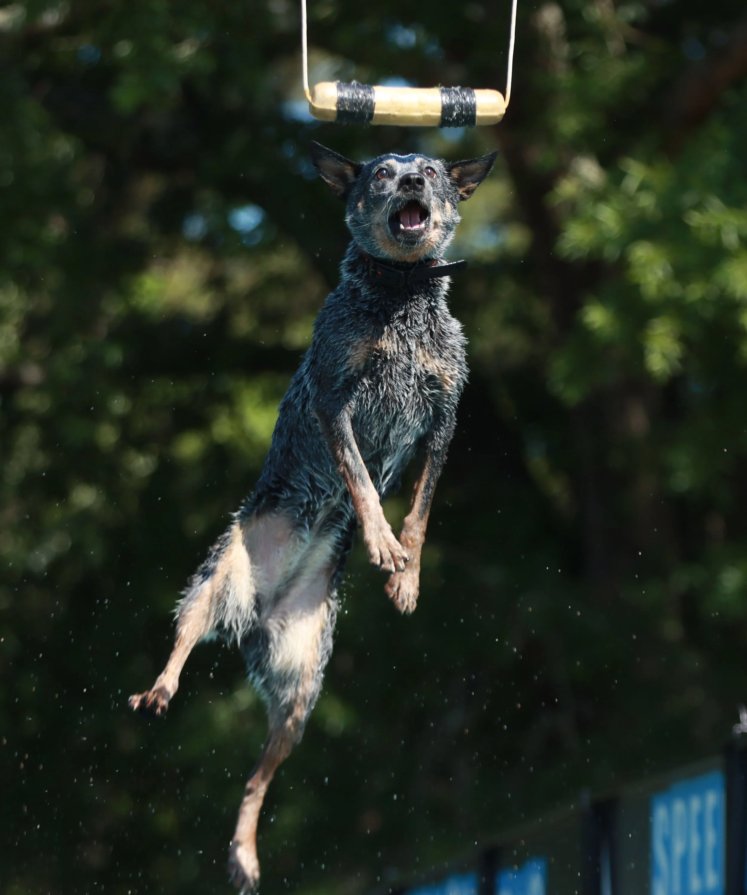 050623Dockdogs_1561.jpg