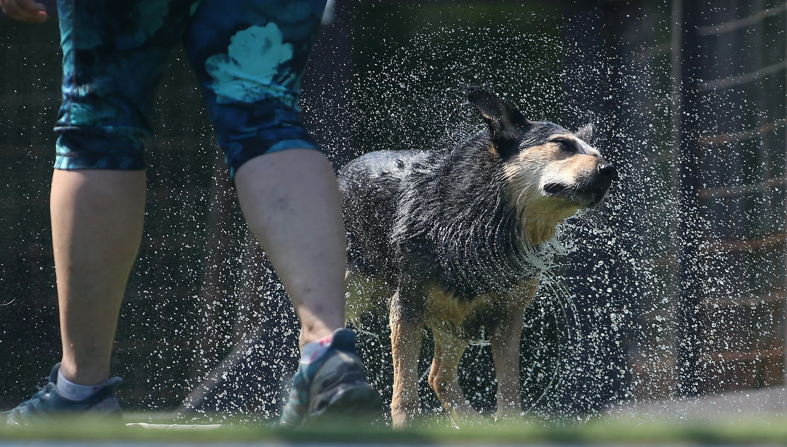 042323DockDogs_0069.jpg