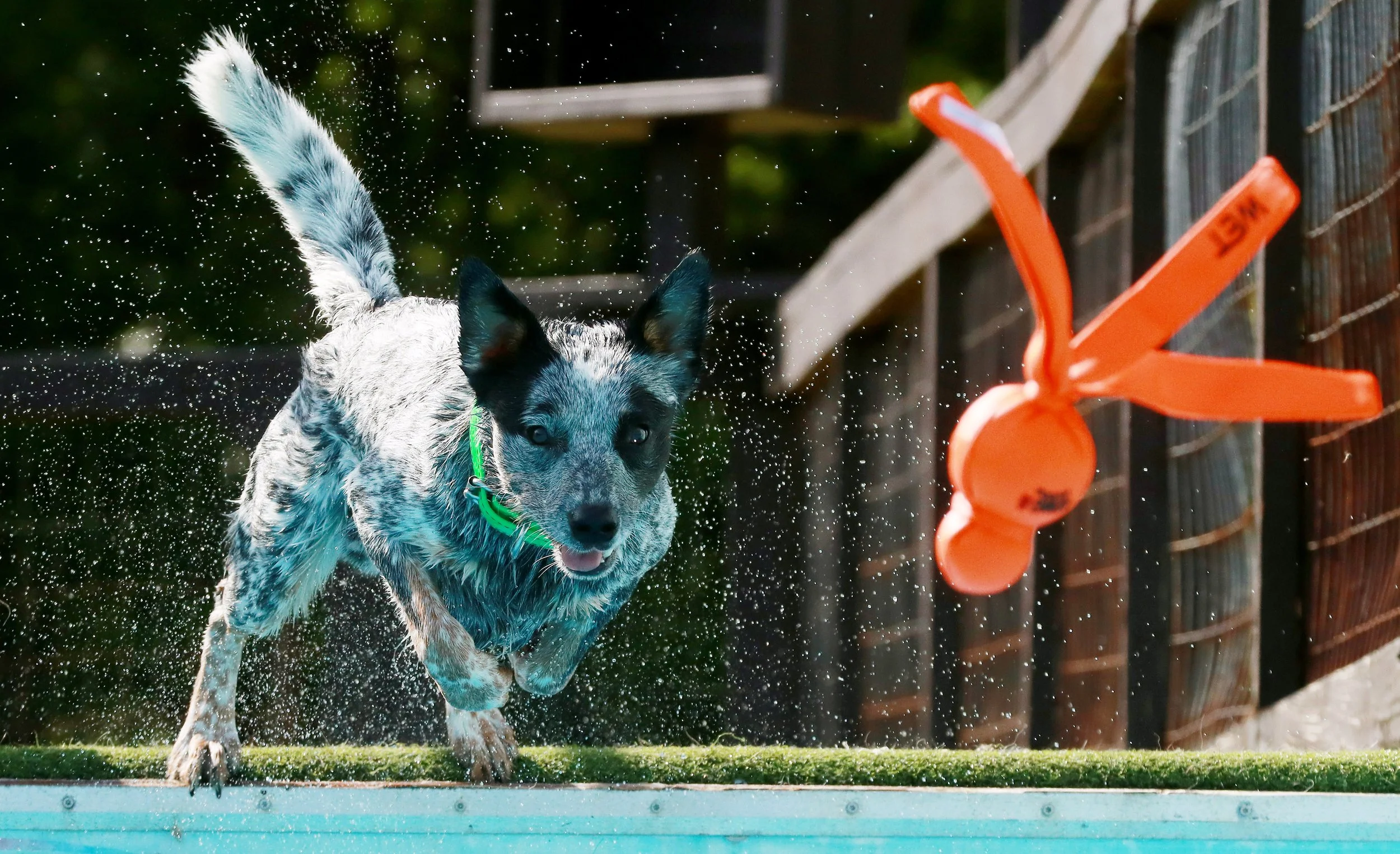 042323DockDogs_0480A.jpg