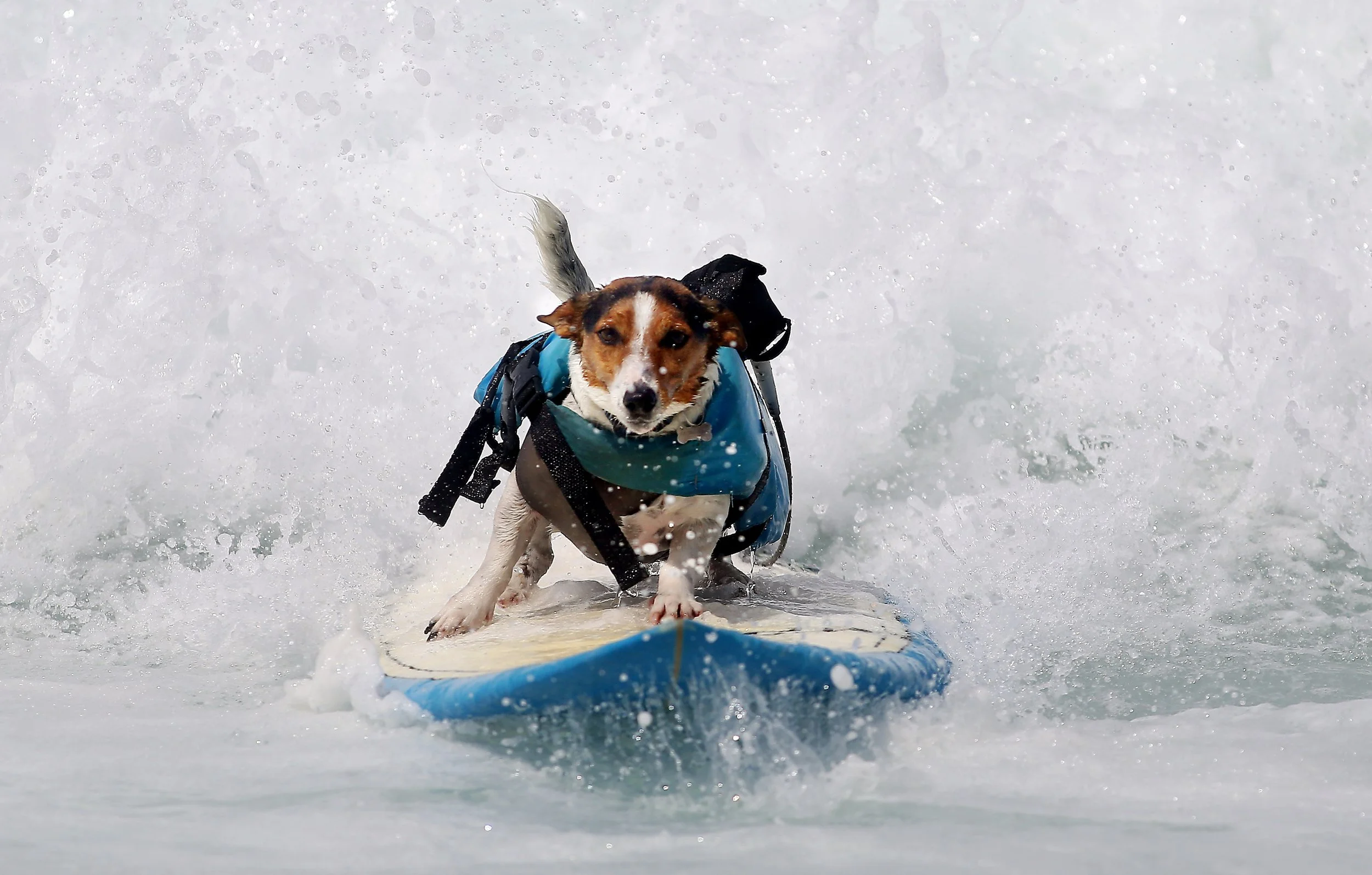 BENJI, a 4-year-old Jack Russell Terrier hangs ten at Arpoador. The surf pup started riding waves a year ago with his dad.