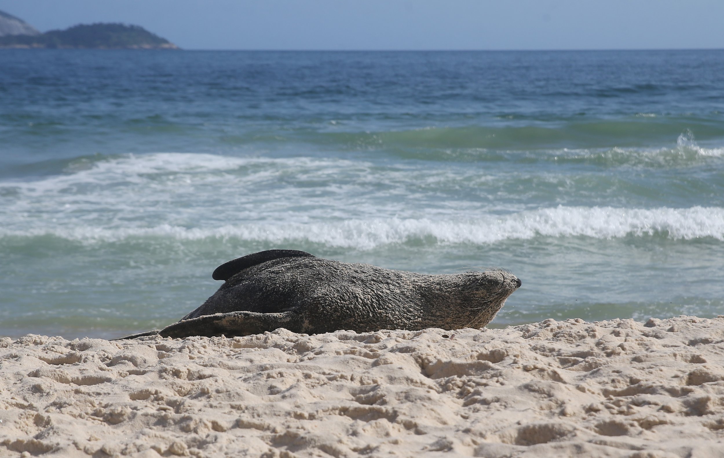 121924Furseal_0636.jpg