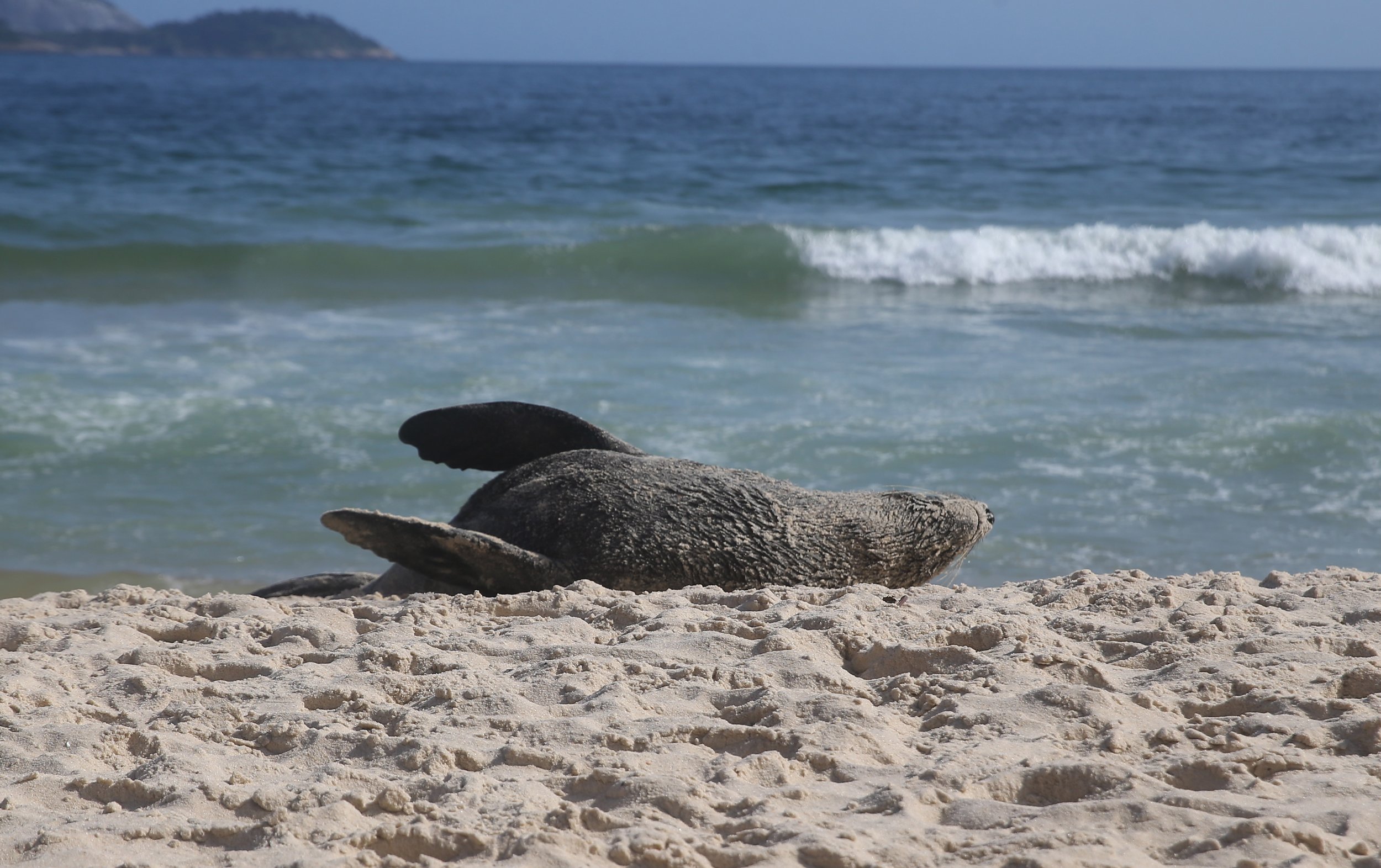 121924Furseal_0646.jpg