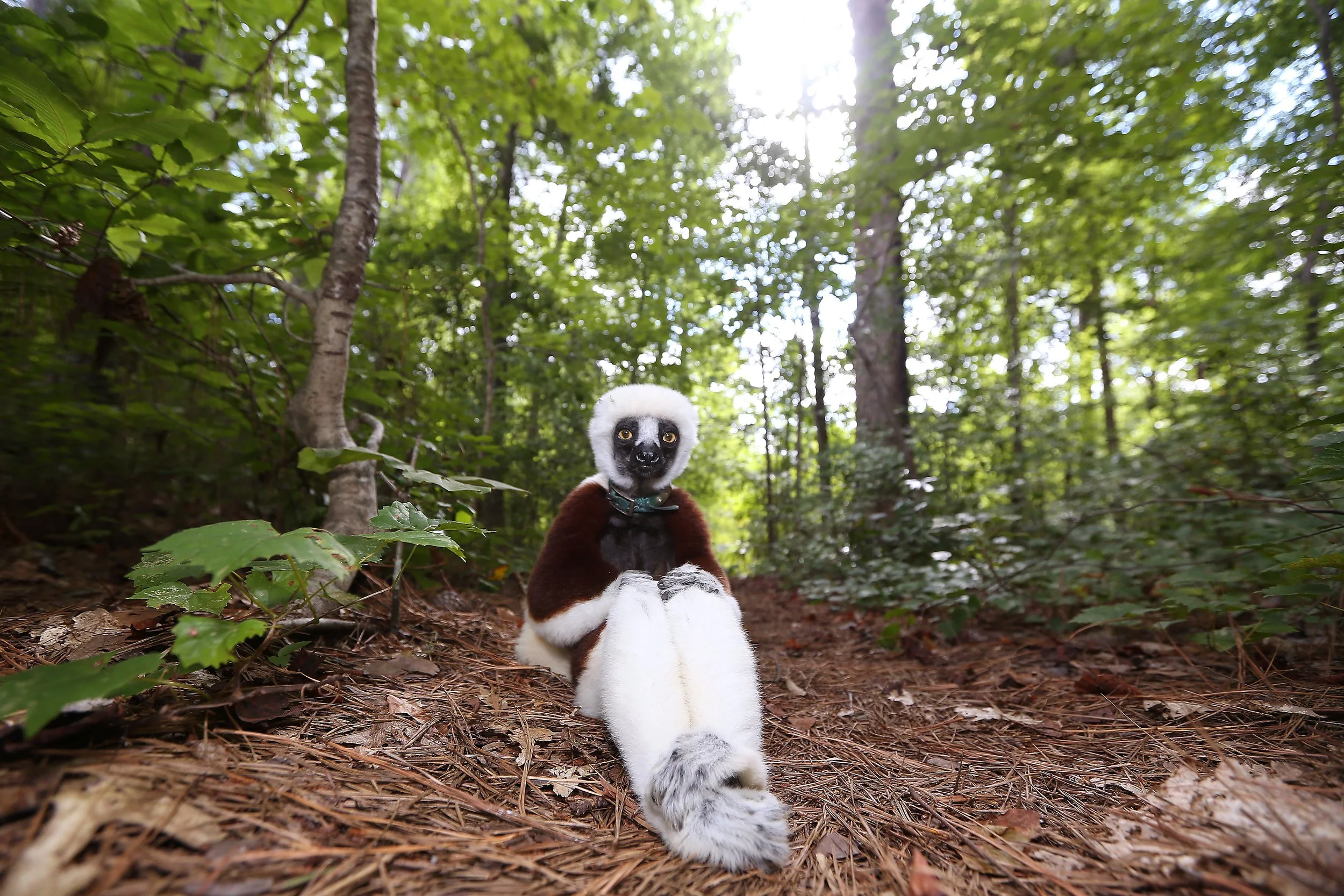 Sifaka Gordian at the Duke Lemur Center, one of my favorite portraits, captured in a moment of pure elegance.
