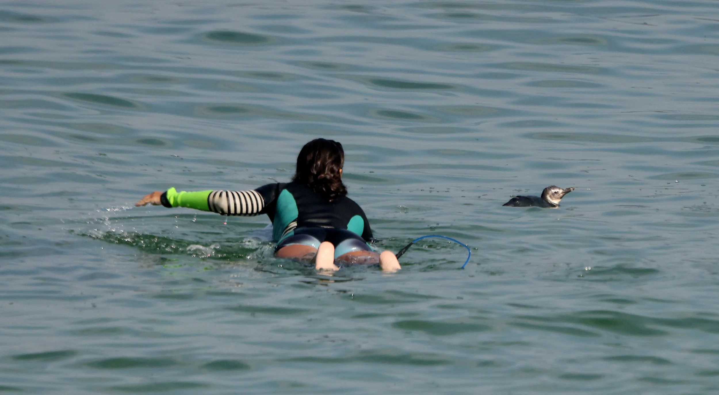 A juvenile Magellanic penguin made a surprise appearance off Praia do Arpoador in Rio de Janeiro, swimming alongside surfers and delighting beachgoers as it rode gentle winter waves.