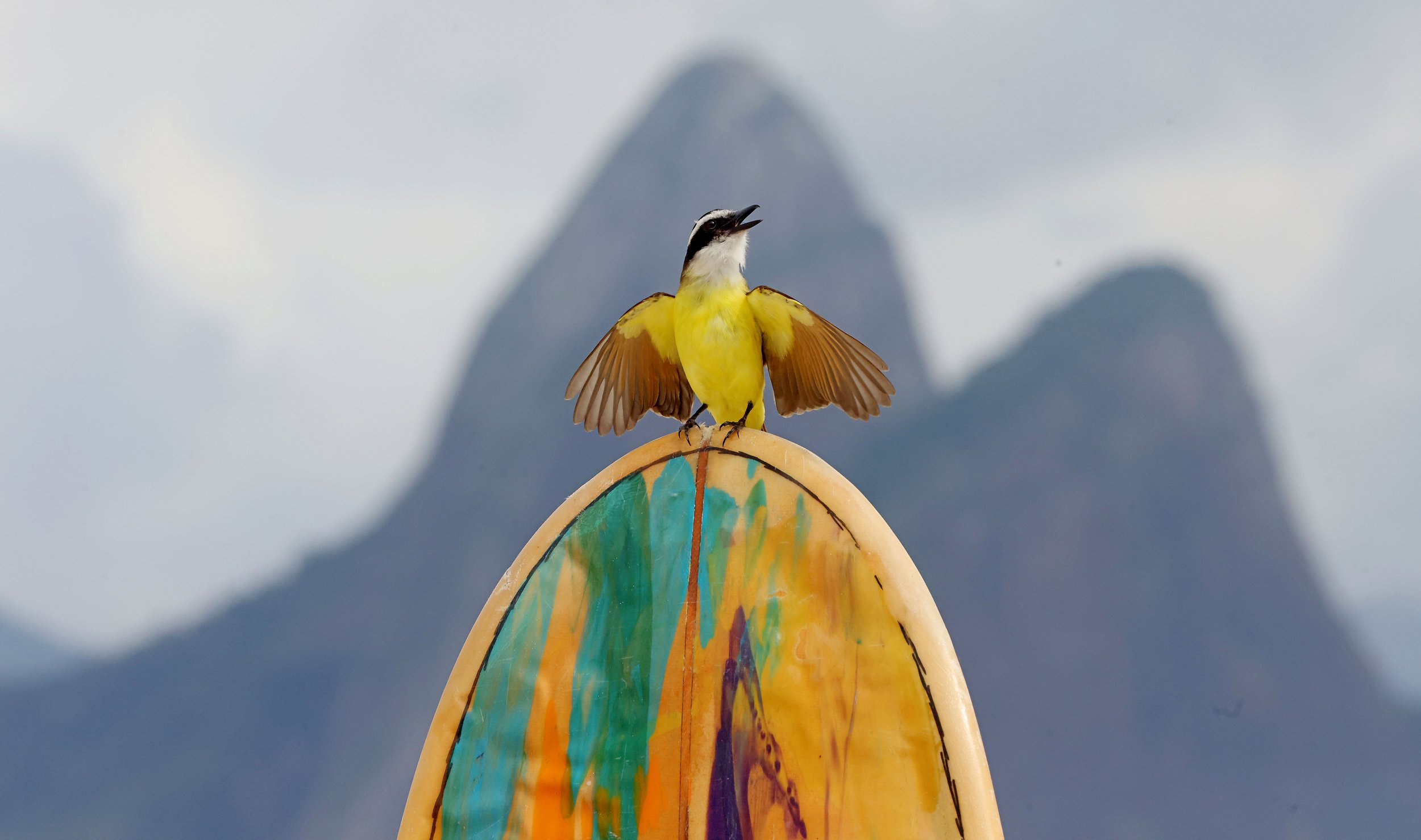 A Great Kiskadee perches atop a surfboard and appears to sing with the iconic Dois Irmãos (Two Brothers) mountain rising in the background at Arpoador Beach. 