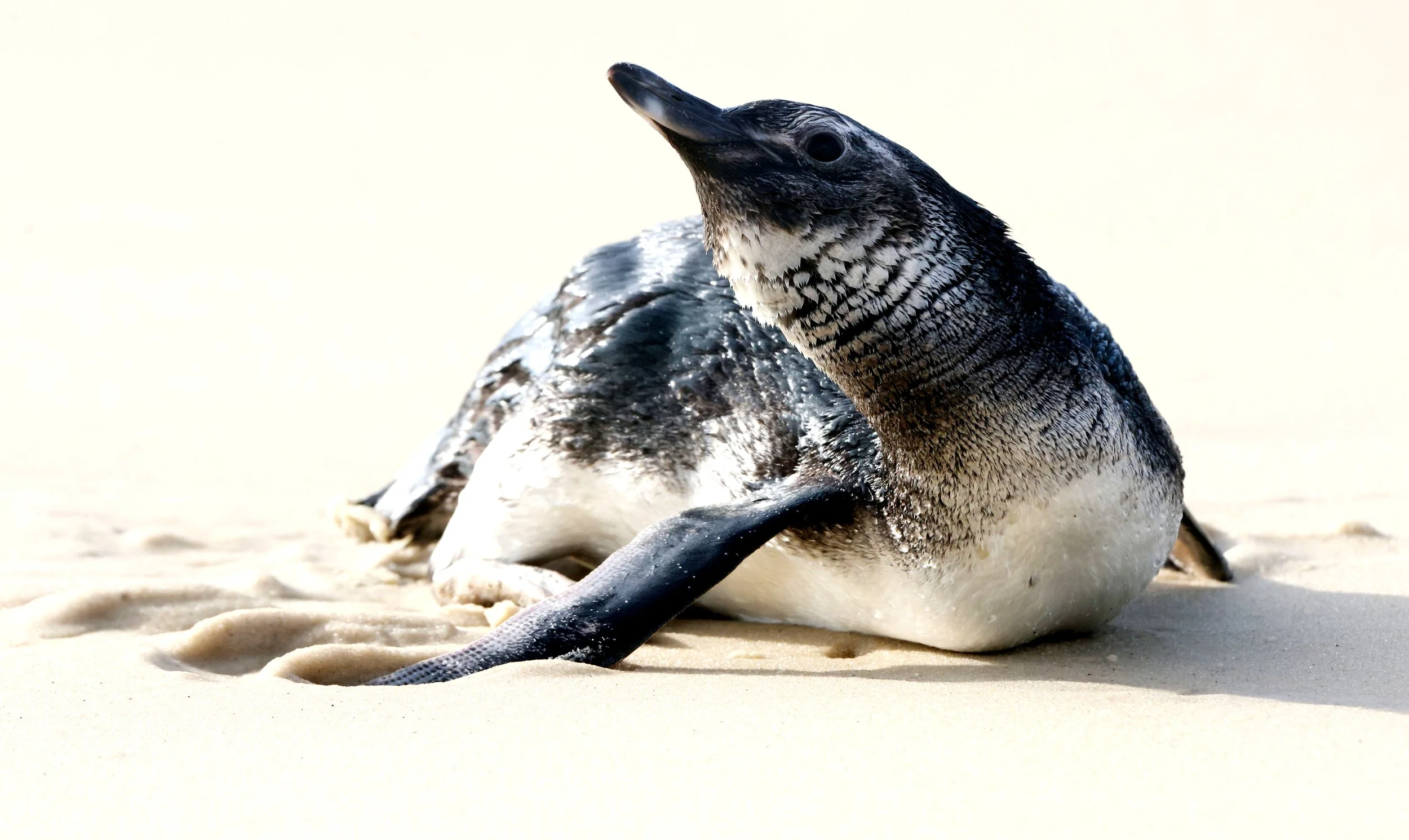 A juvenile Magellanic penguin rests on the sand at Arpoador Beach in Rio de Janeiro, Brazil. After spending time ashore recovering its strength, the penguin returned to the Atlantic Ocean. 