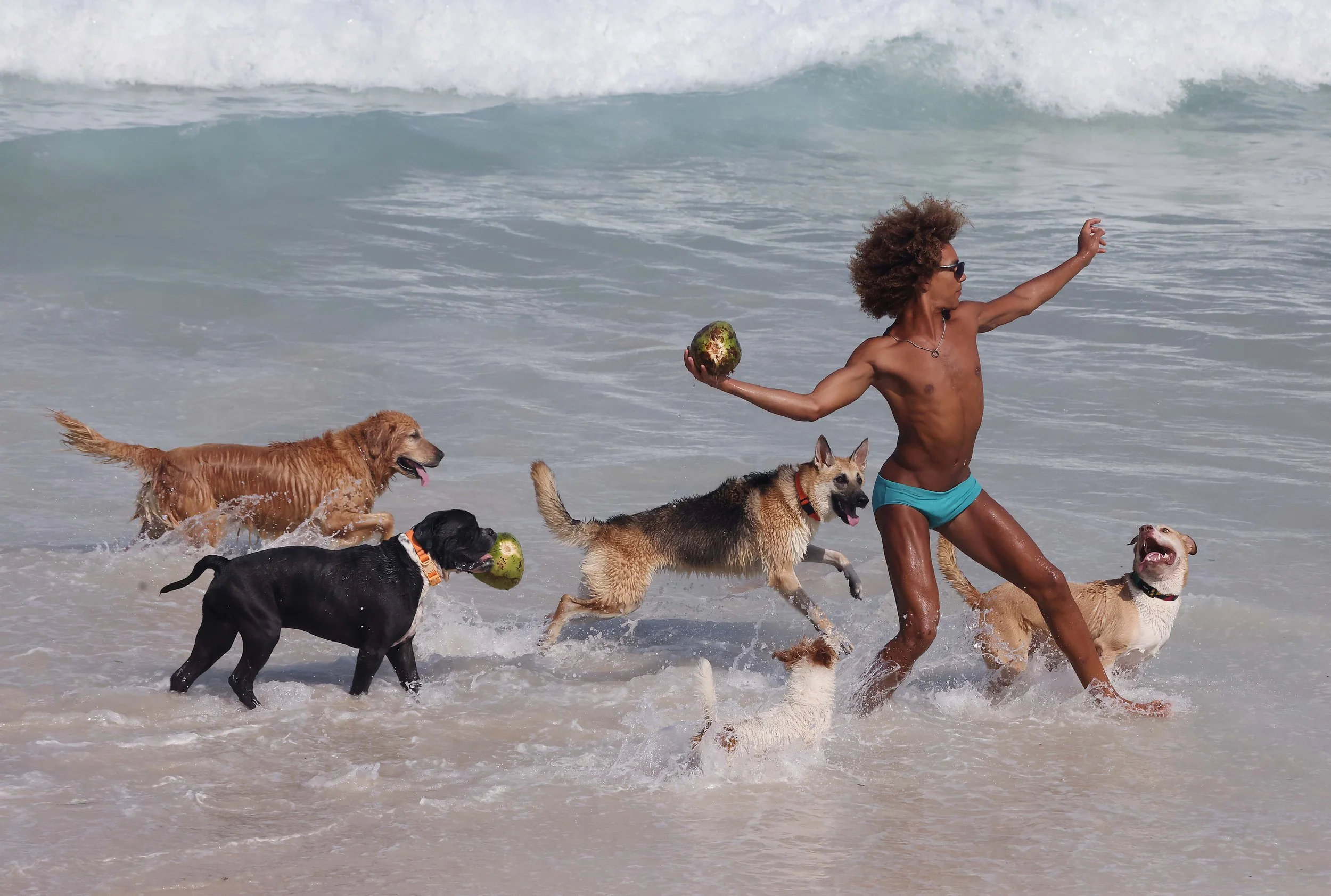 A young man tosses a coconut while playing catch with a pack of eager beach dogs in the surf at Arpoador Beach in Rio de Janeiro, Brazil. Along Rio’s famous shoreline.