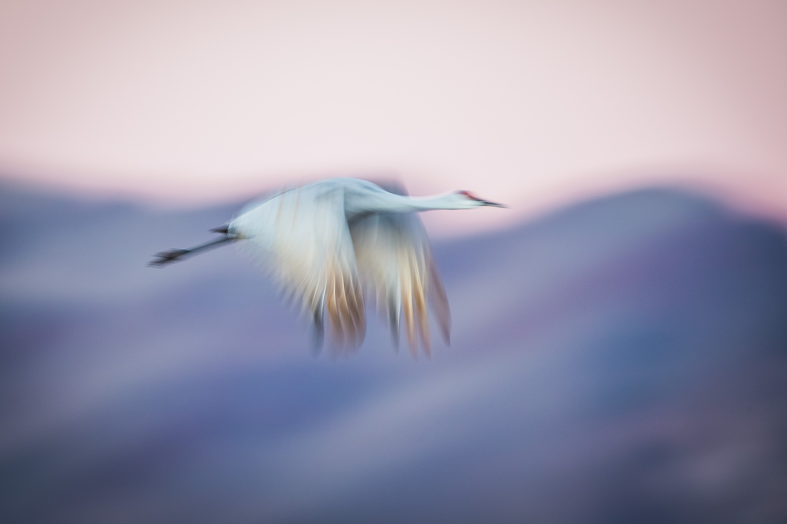 BDH_5170_Sandhill_Crane_20x30.jpg