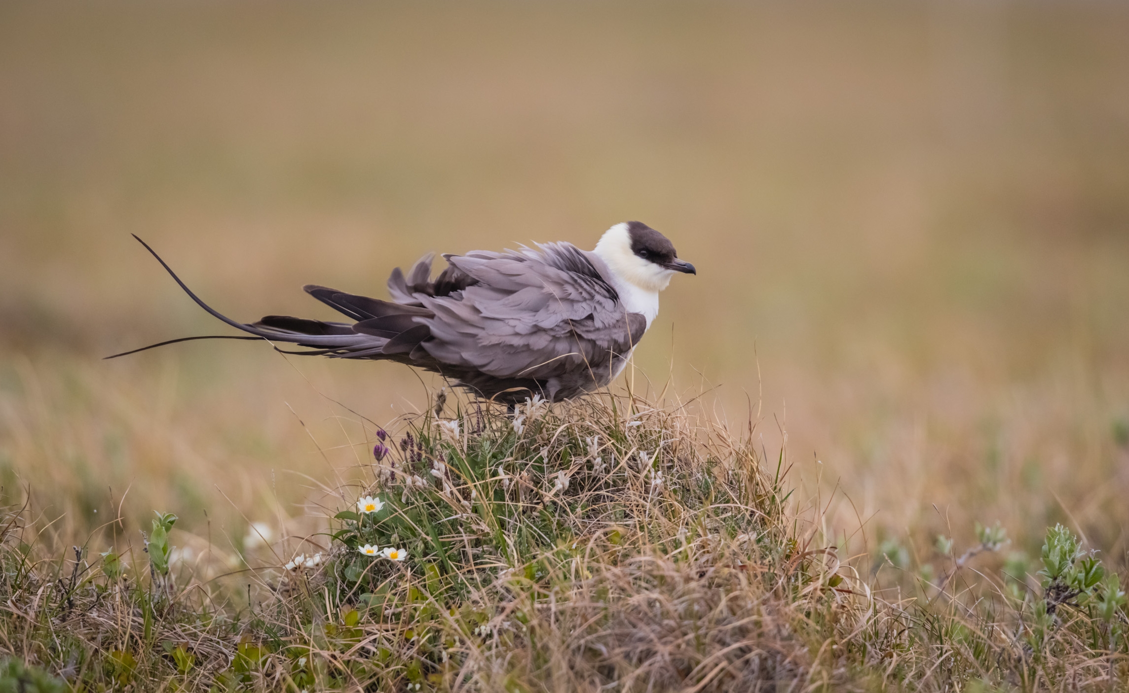 Long-tailed Jaeger