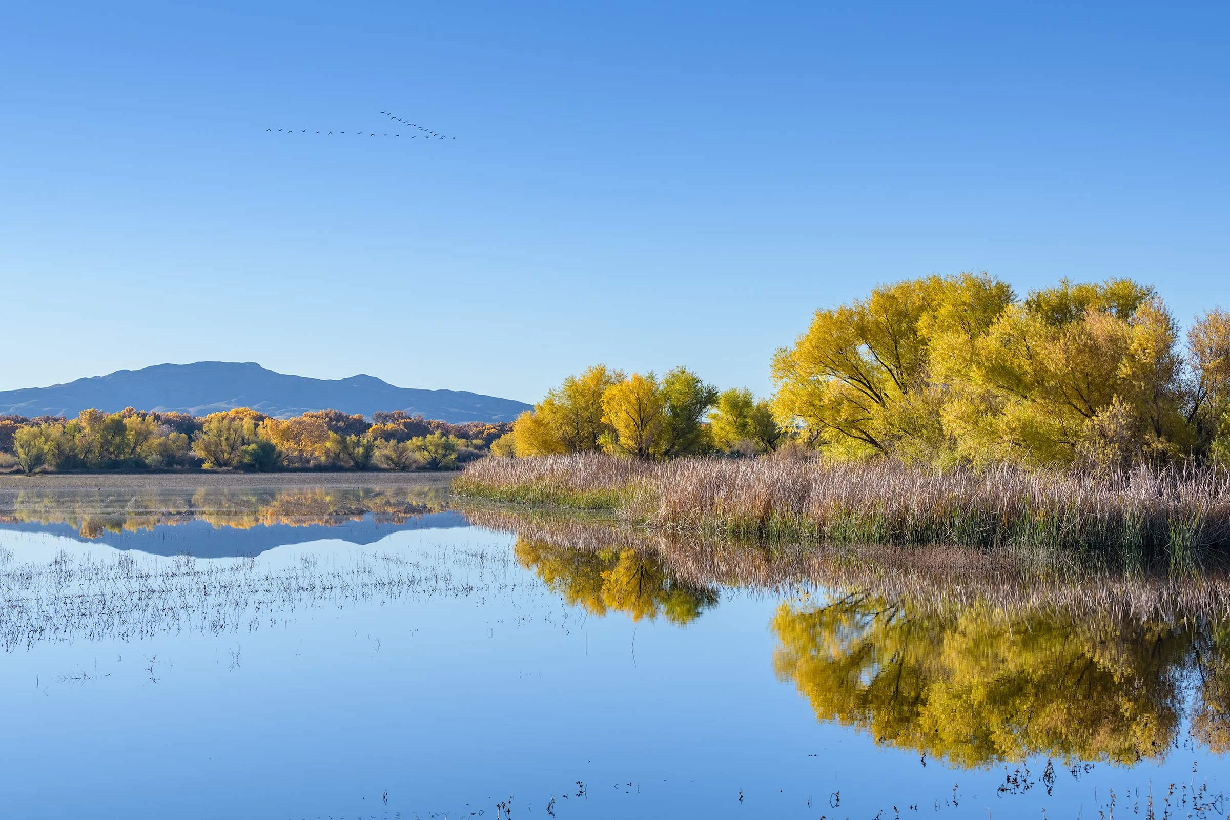 Bosque del Apache Fall Colors
