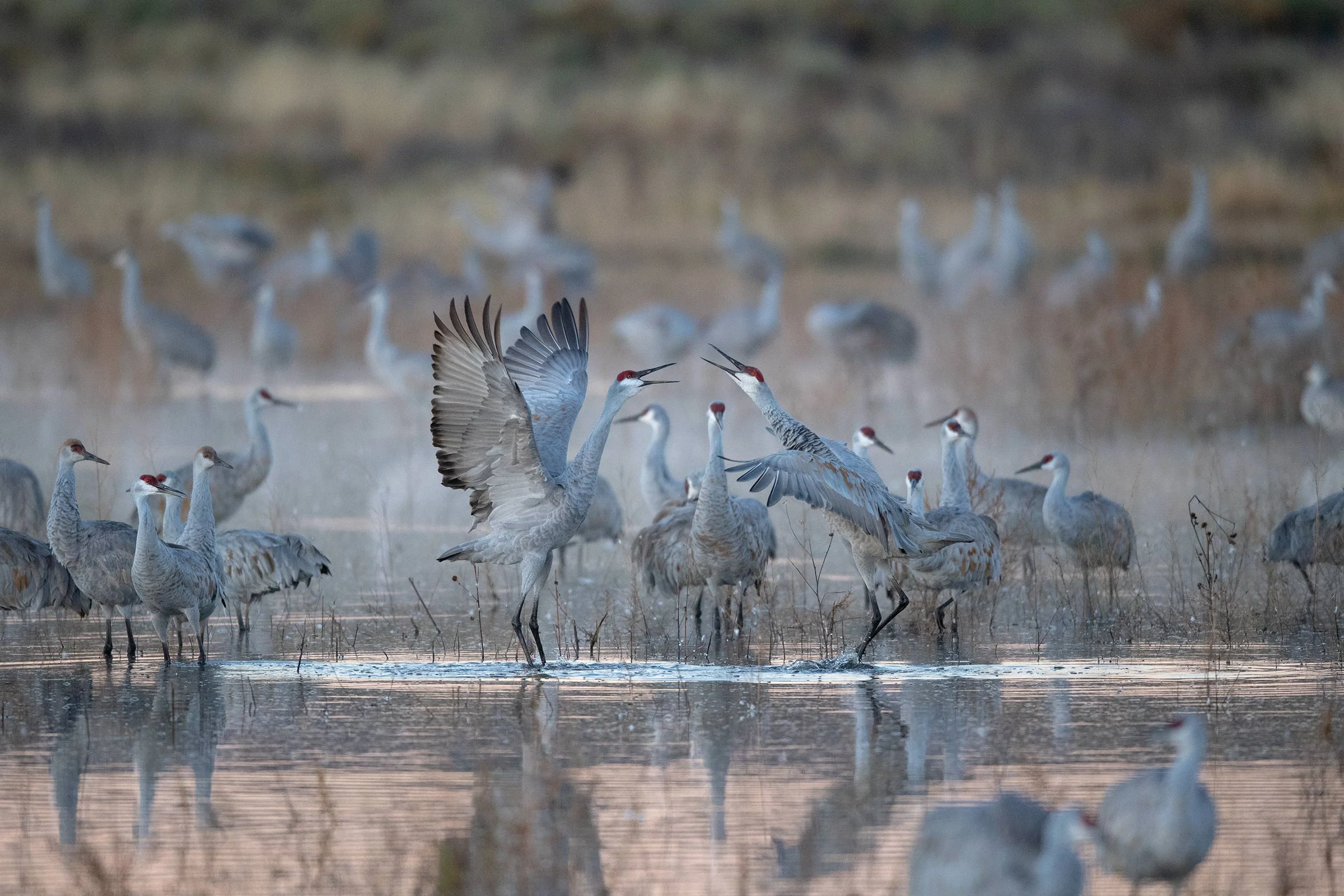 Sandhill Cranes bugling