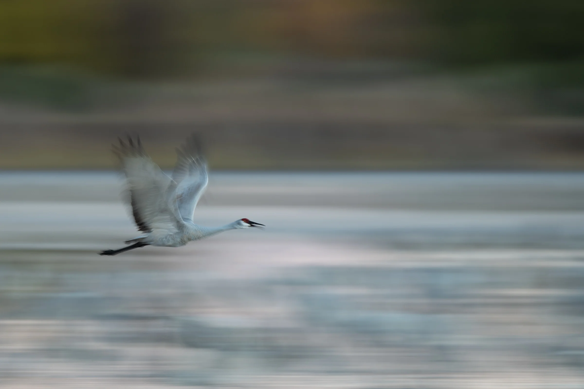 Sandhill Crane early morning