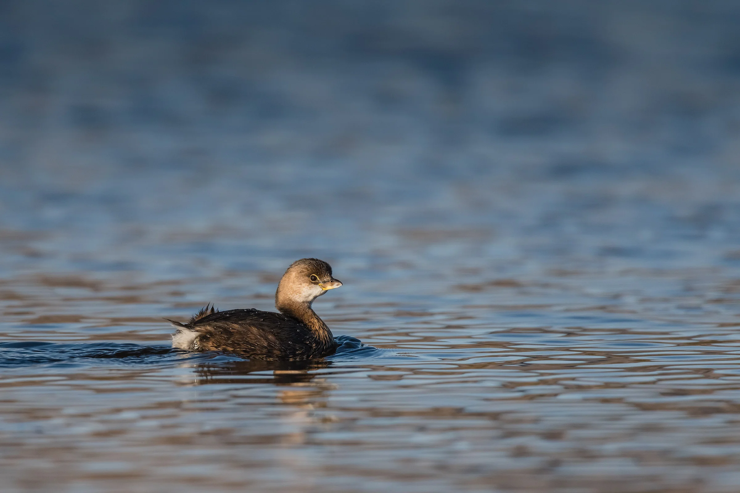 Pied-billed Grebe