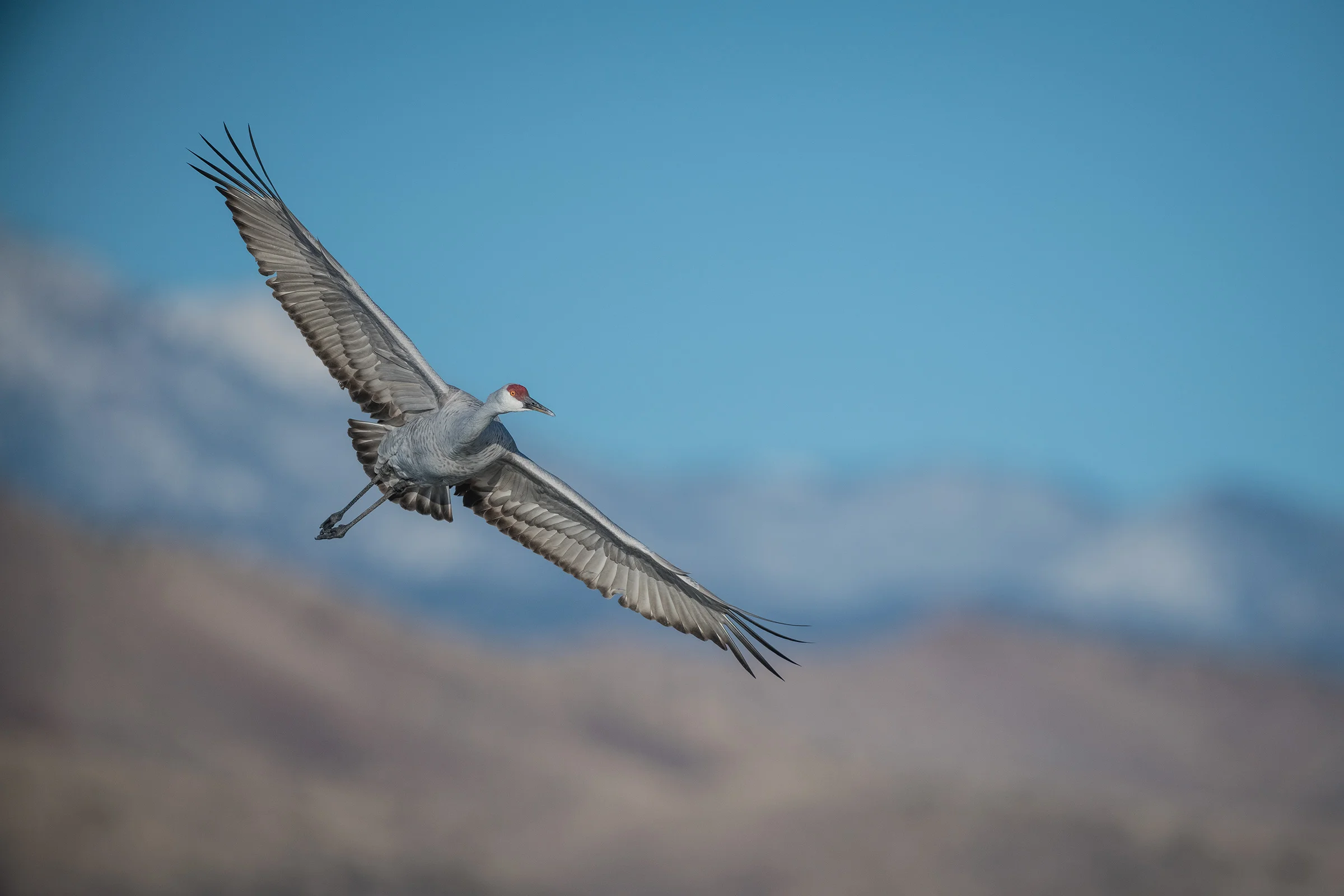 Sandhill Crane with snow-capped mountains
