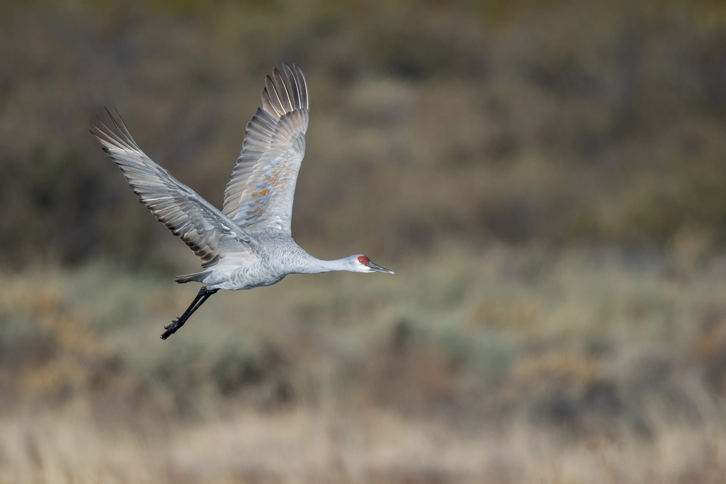 Sandhill Crane