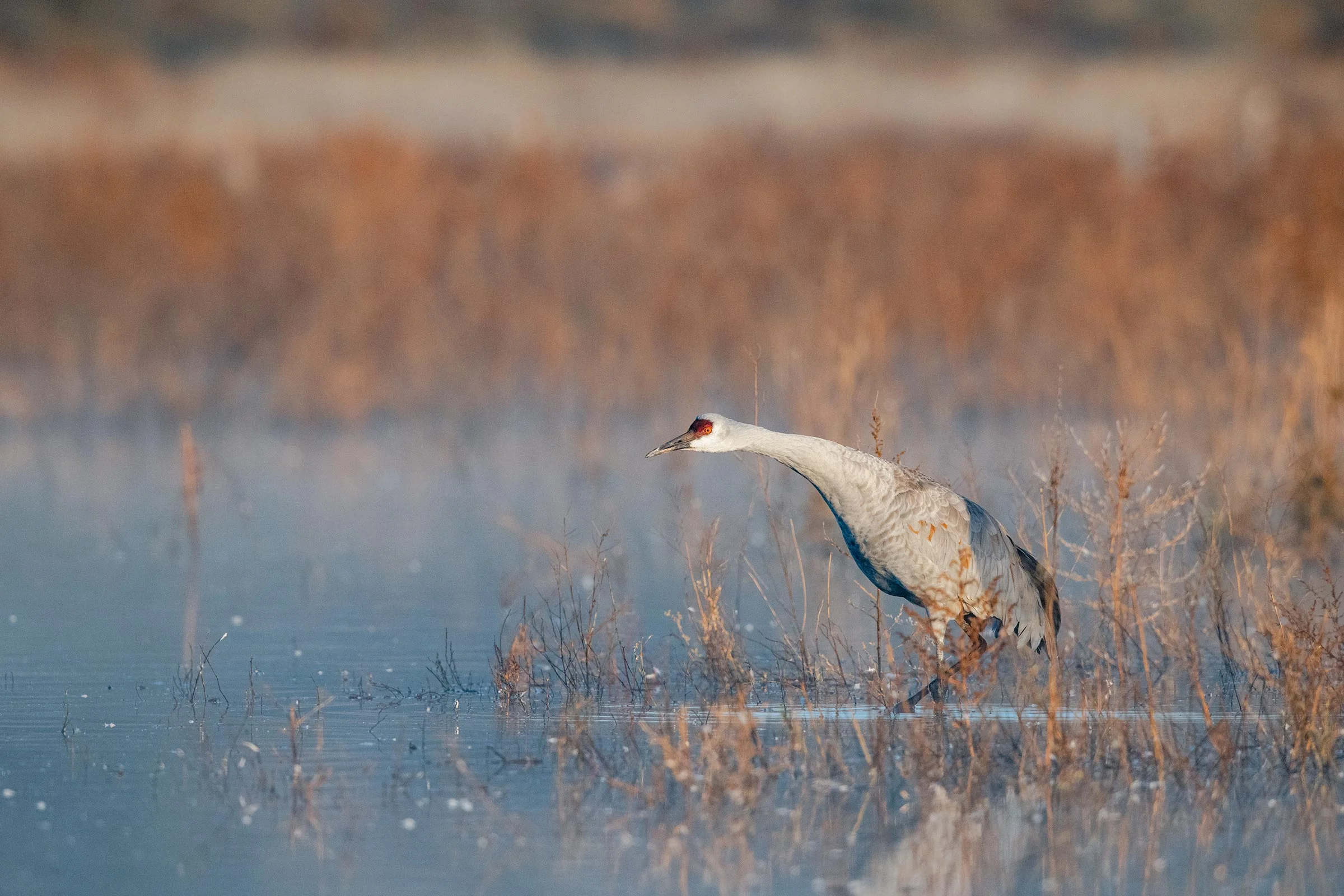 Sandhill Crane preparing for takeoff