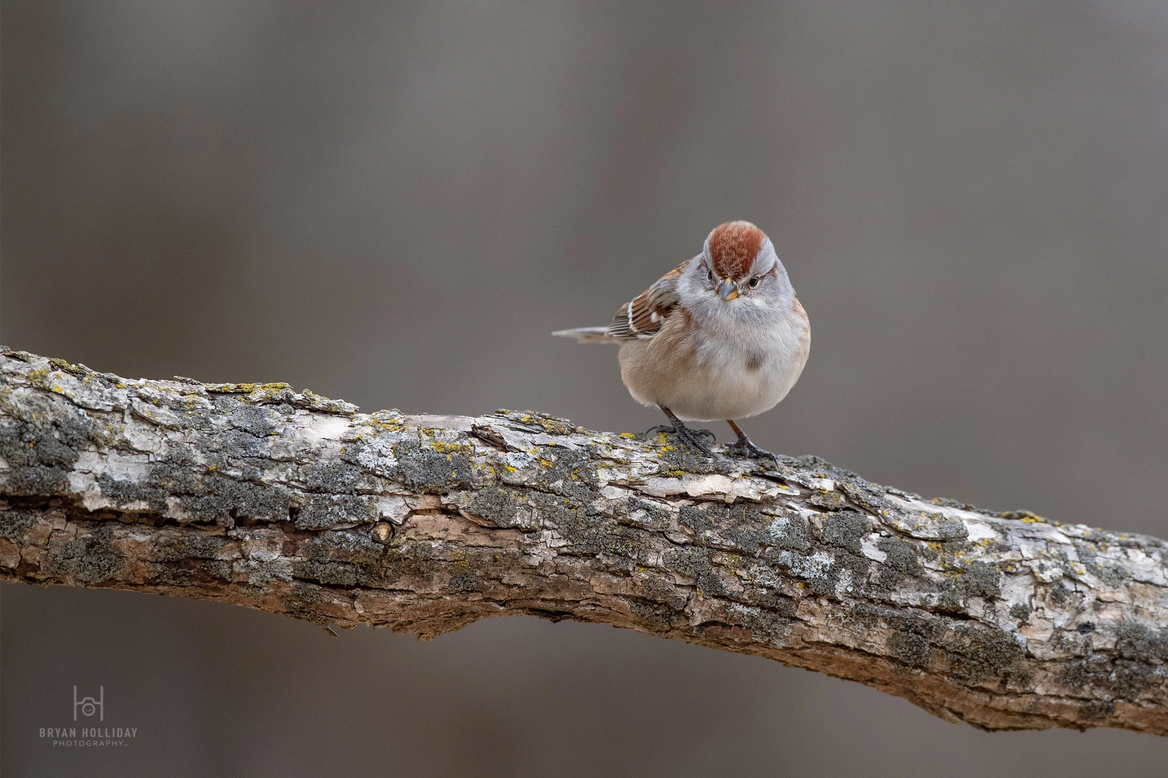 American Tree Sparrow