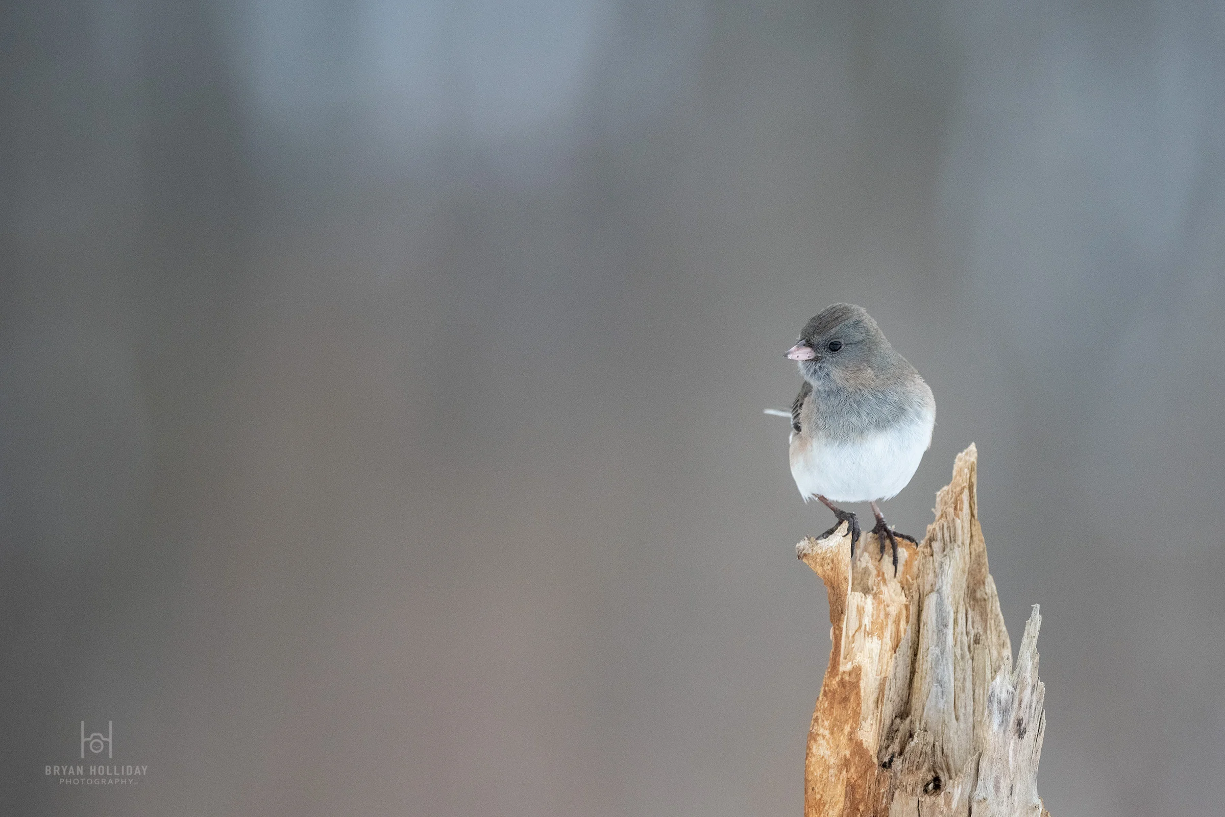 Dark-eyed Junco