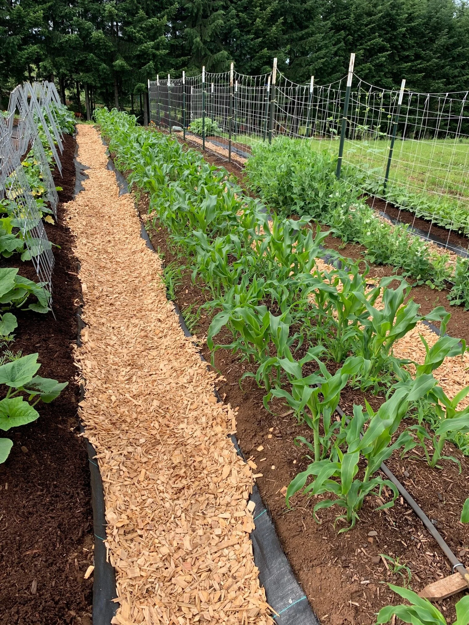 What's growing in the garden (week of June 21st)