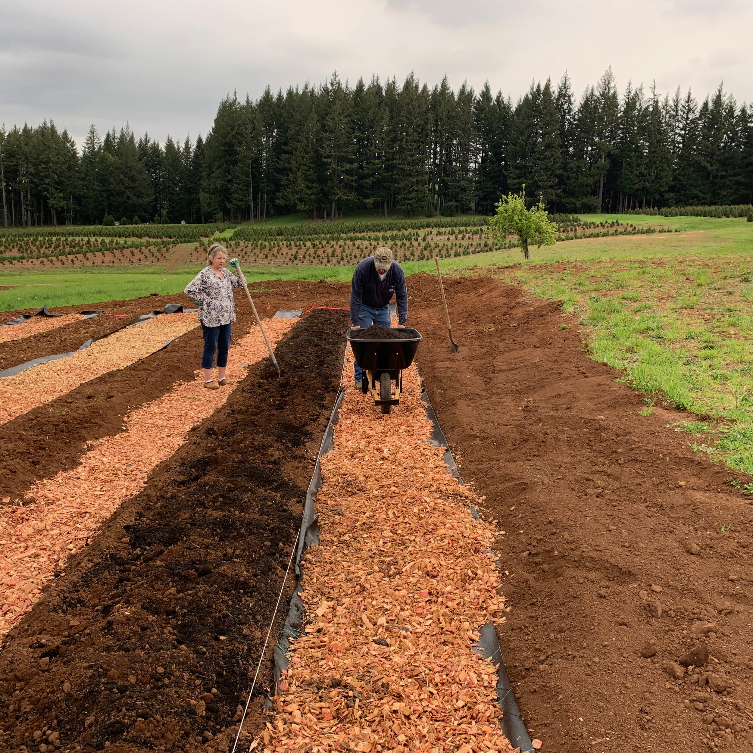 Update on the new garden